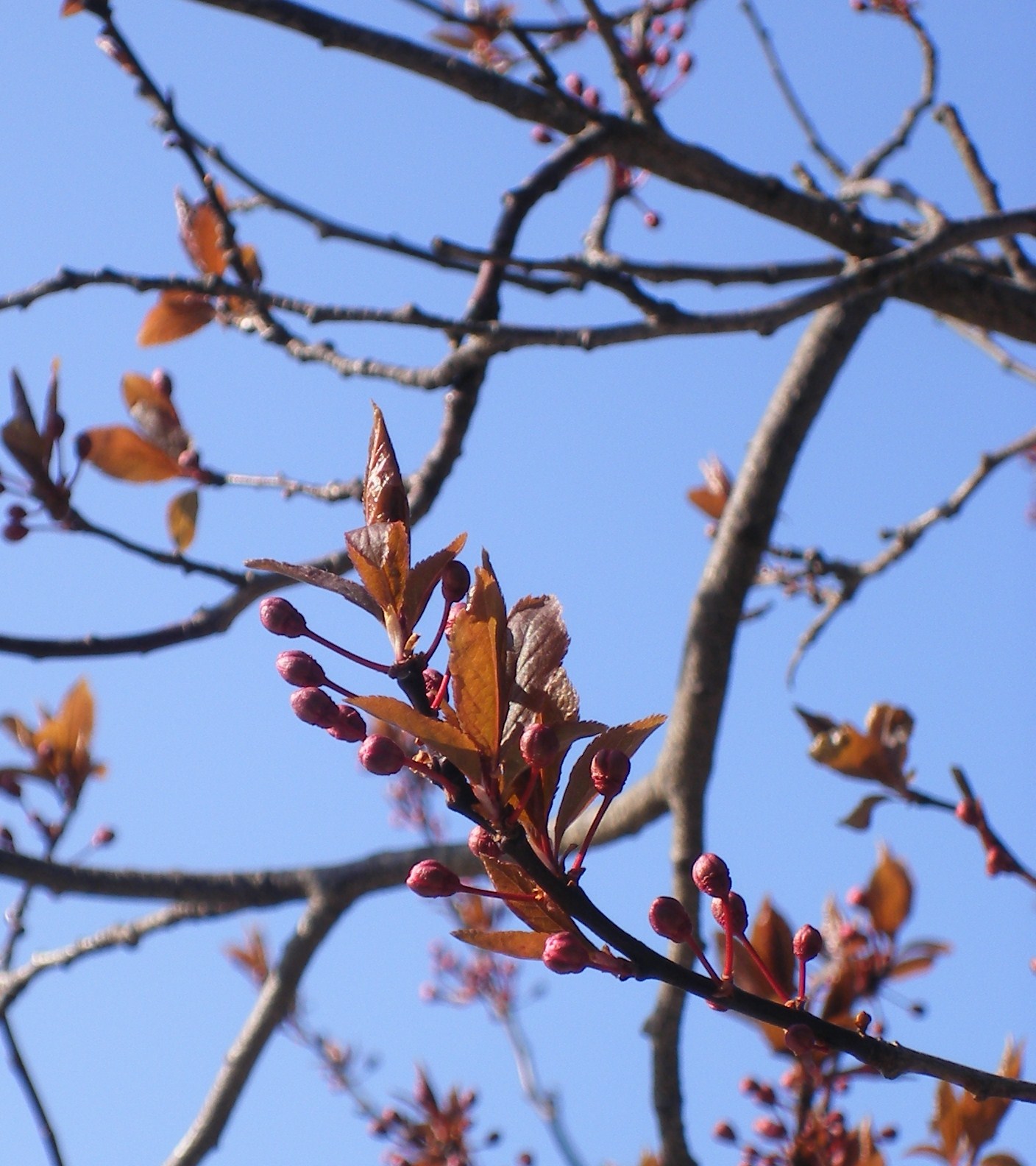 Bomen in knop
