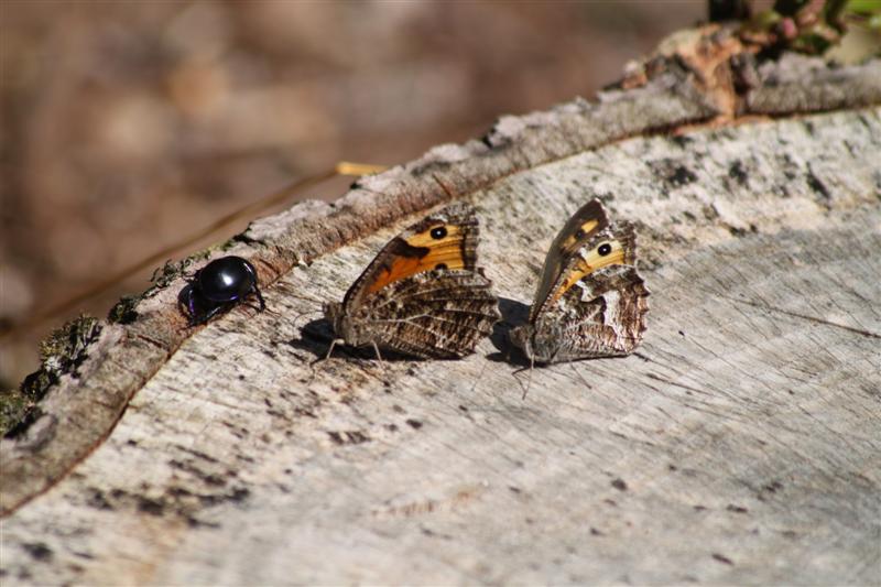 dansende vlinders met kijker