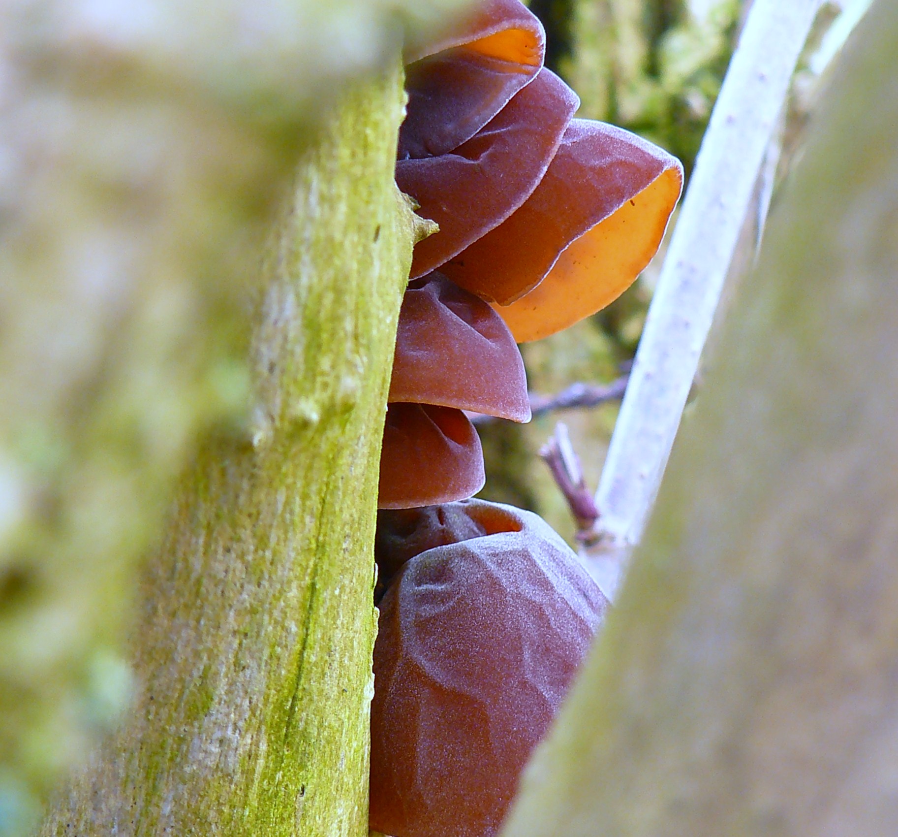 judasoor tussen stammen