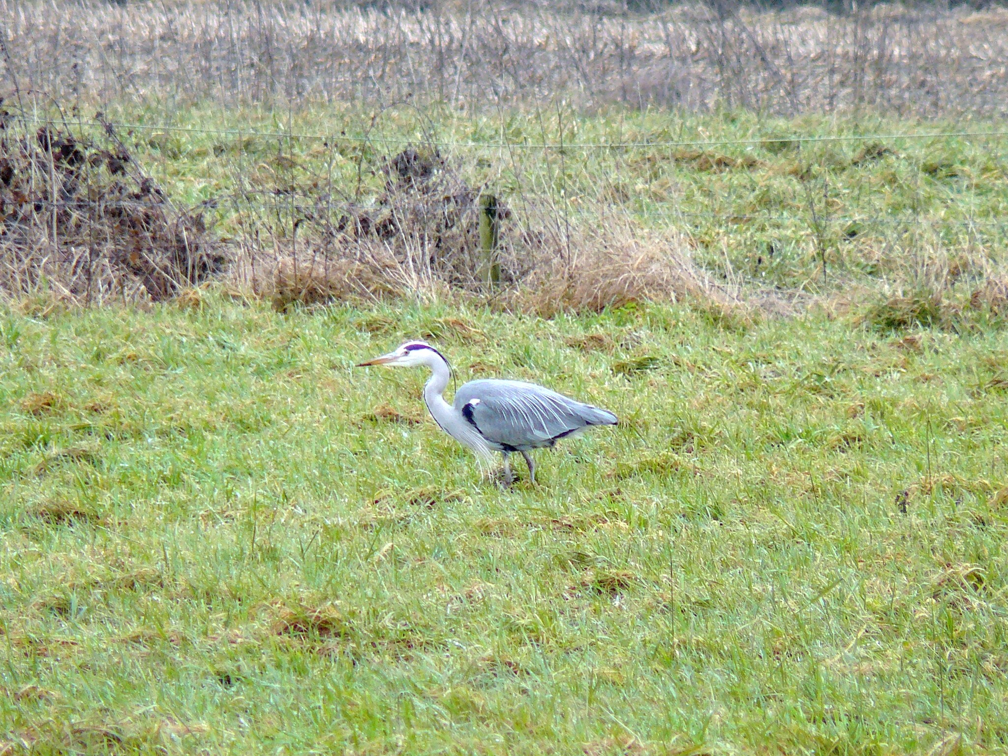 blauwe reiger