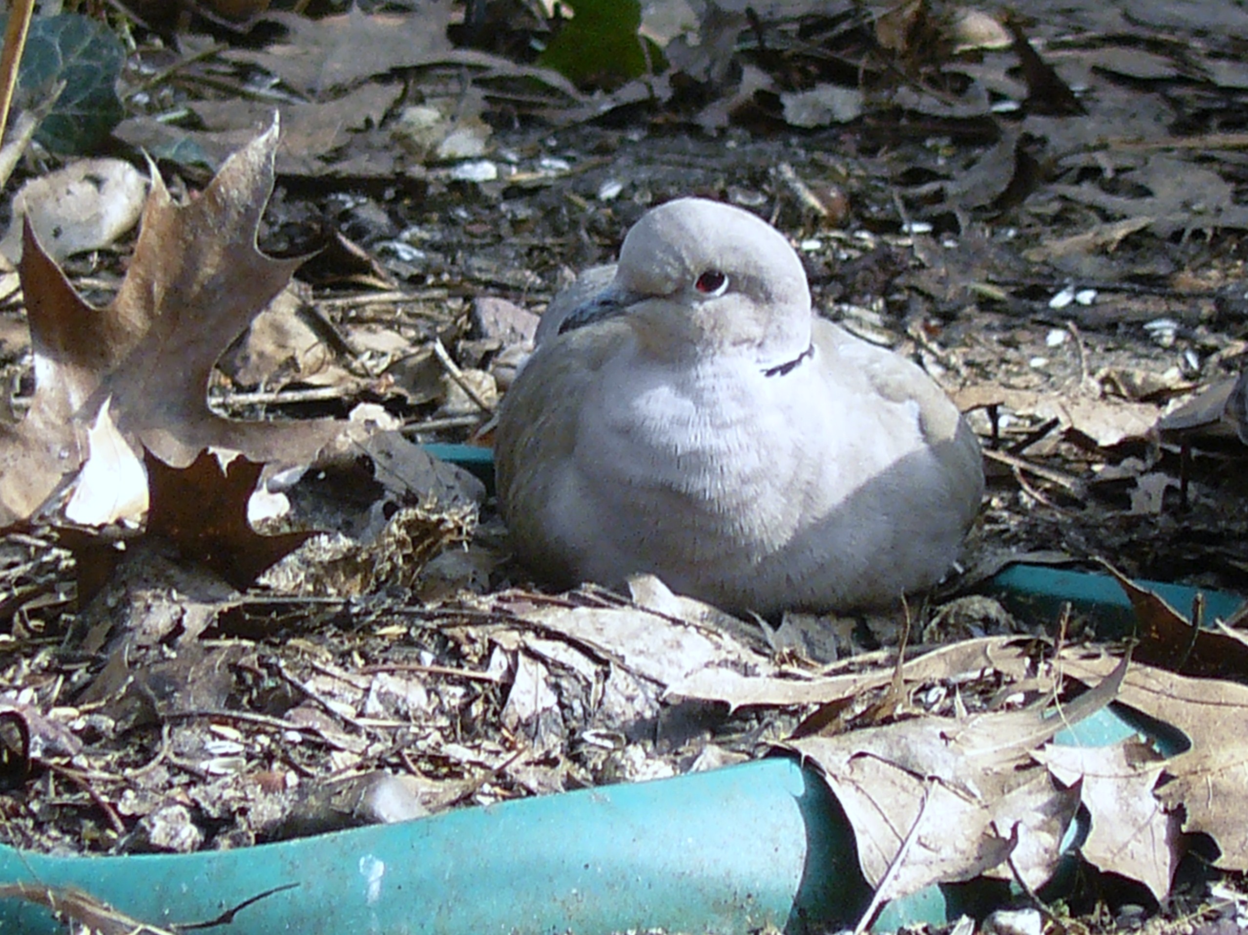 turkse tortel geniet van zonnig plaatsje i d tuin