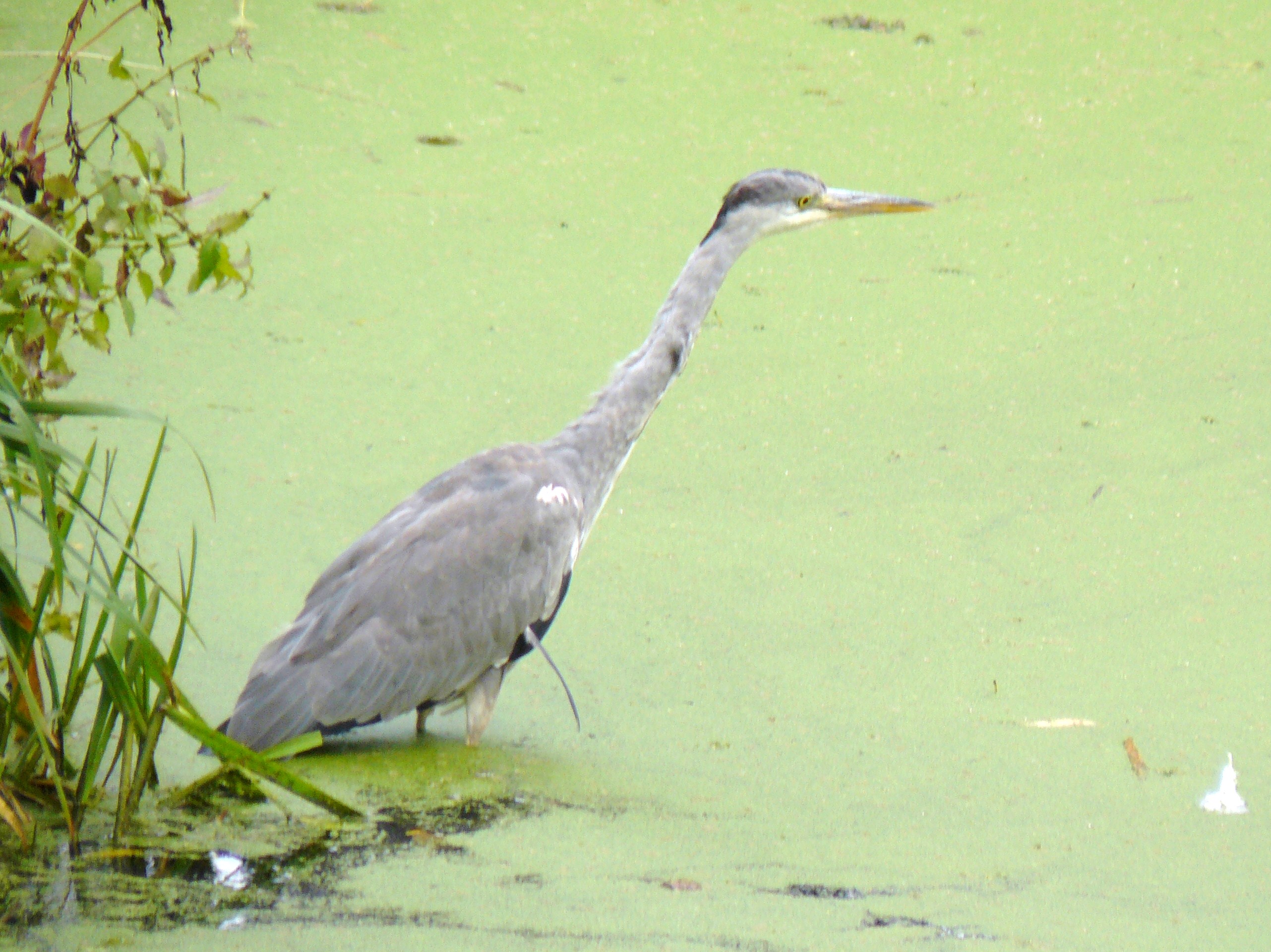 reiger tussen het groen