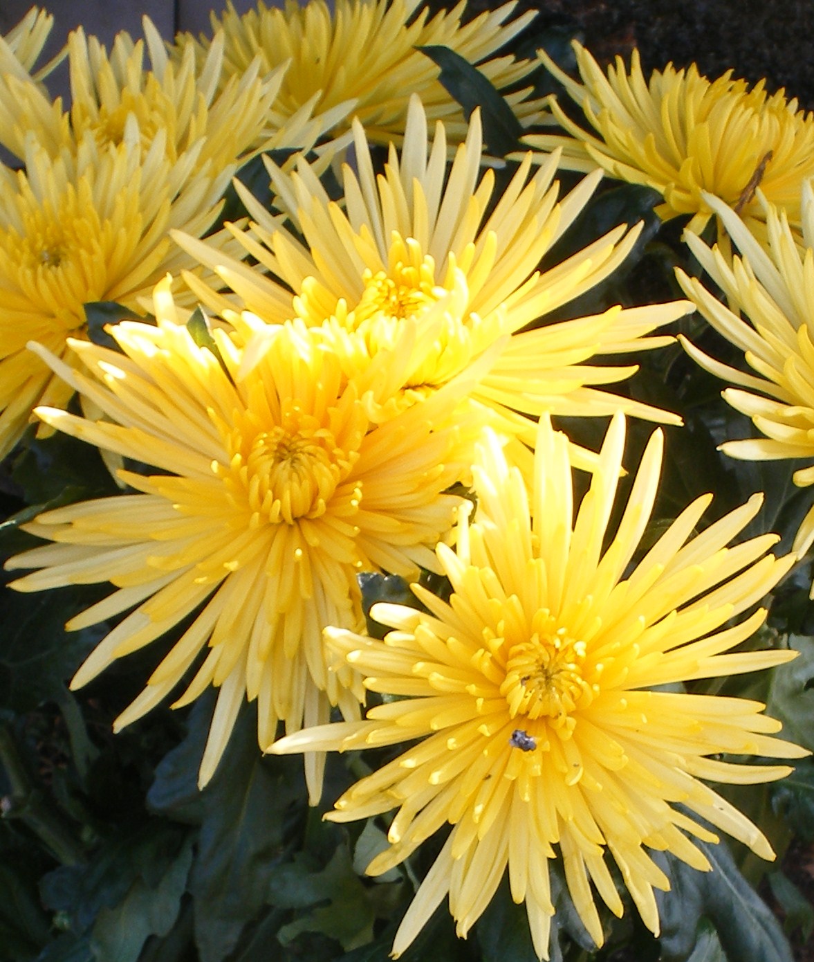 Chrysant met insect