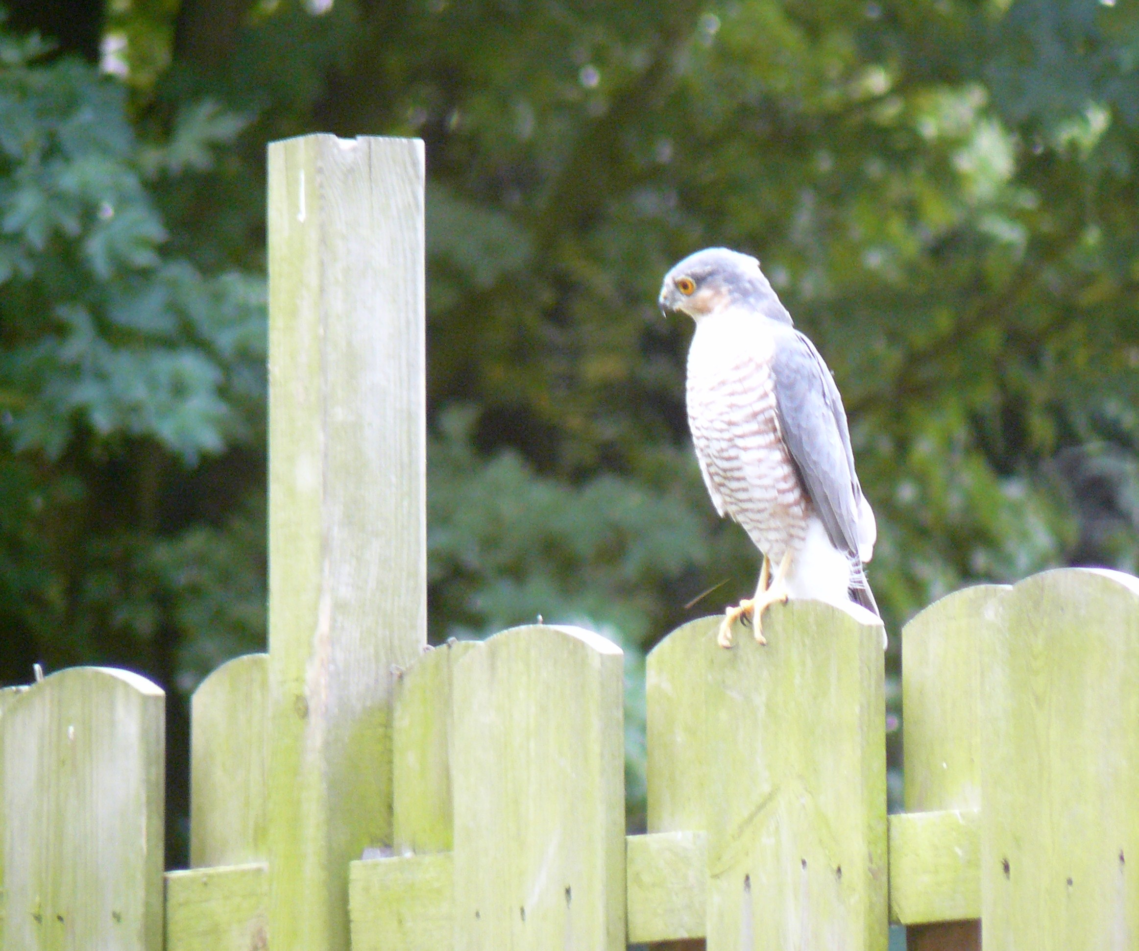 sperwer op schutting