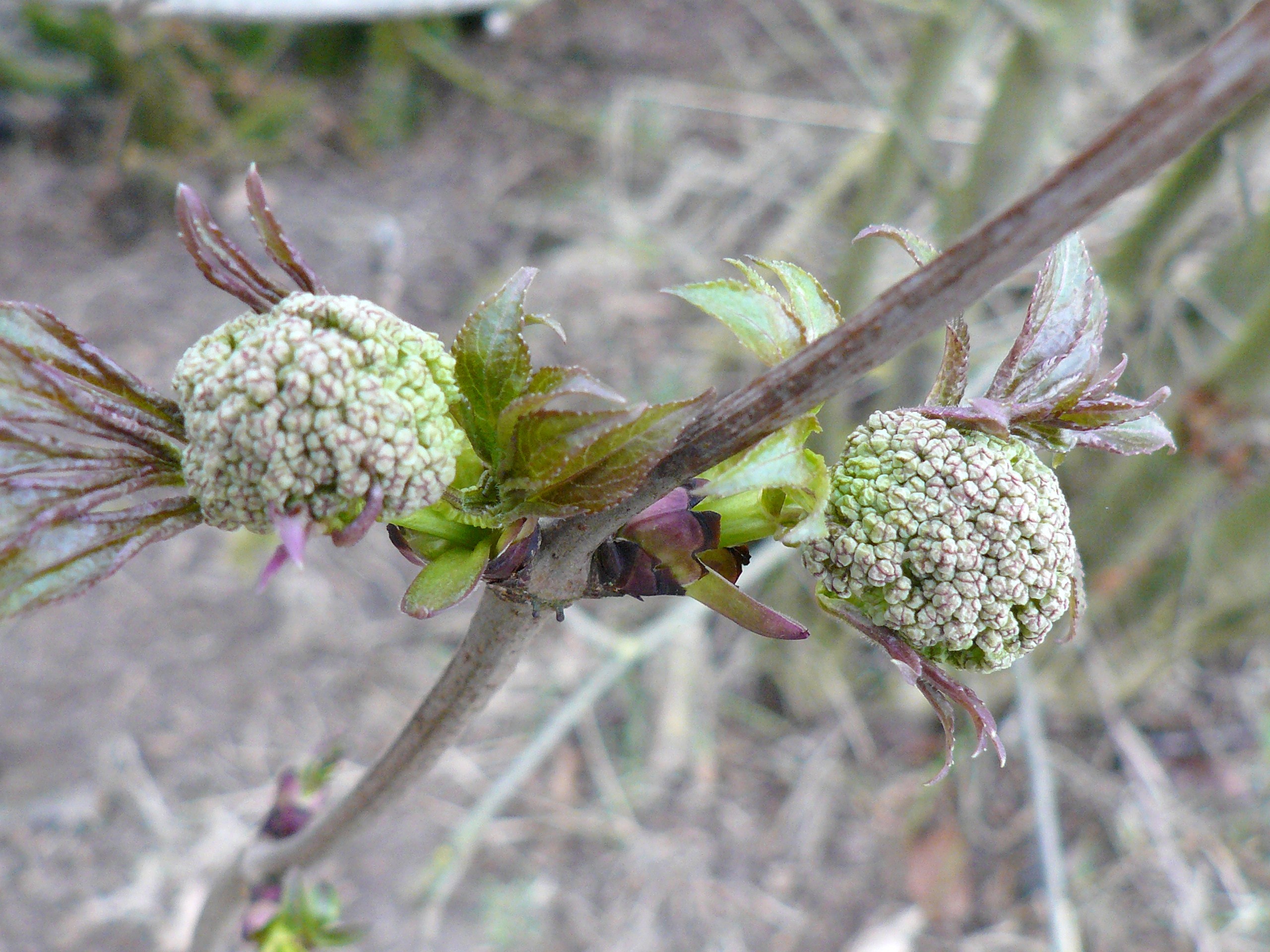 knopvorming van......?