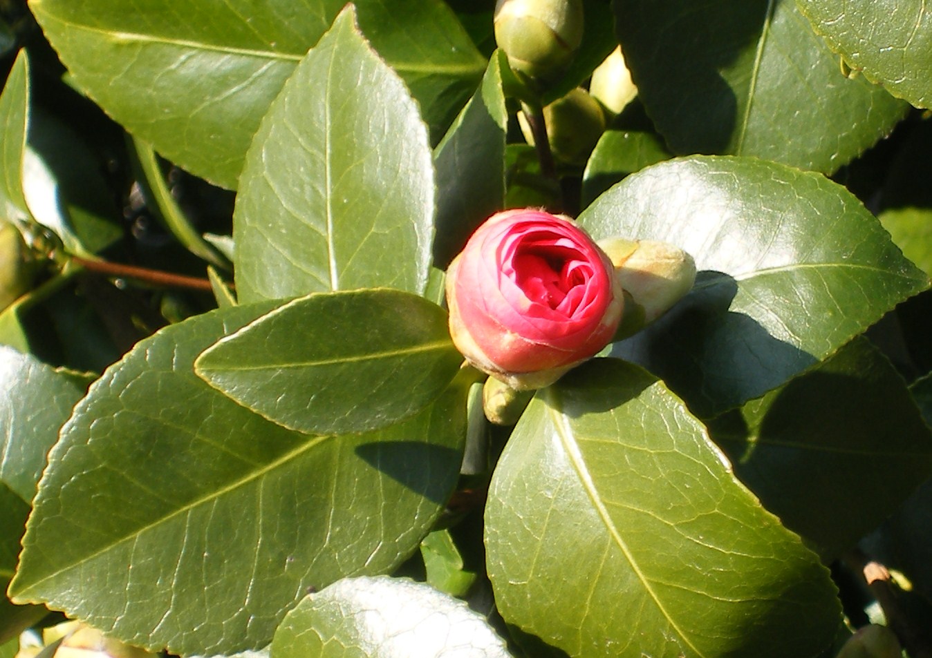 Camelia in knop