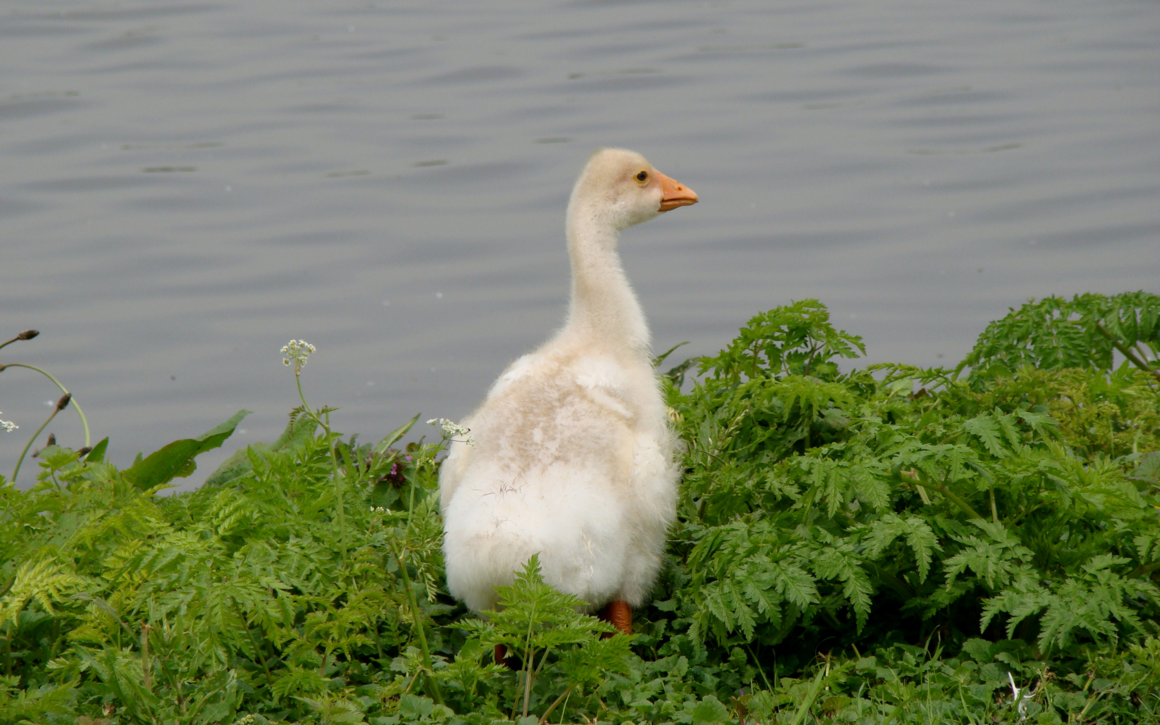 gansje tussen pipkruid