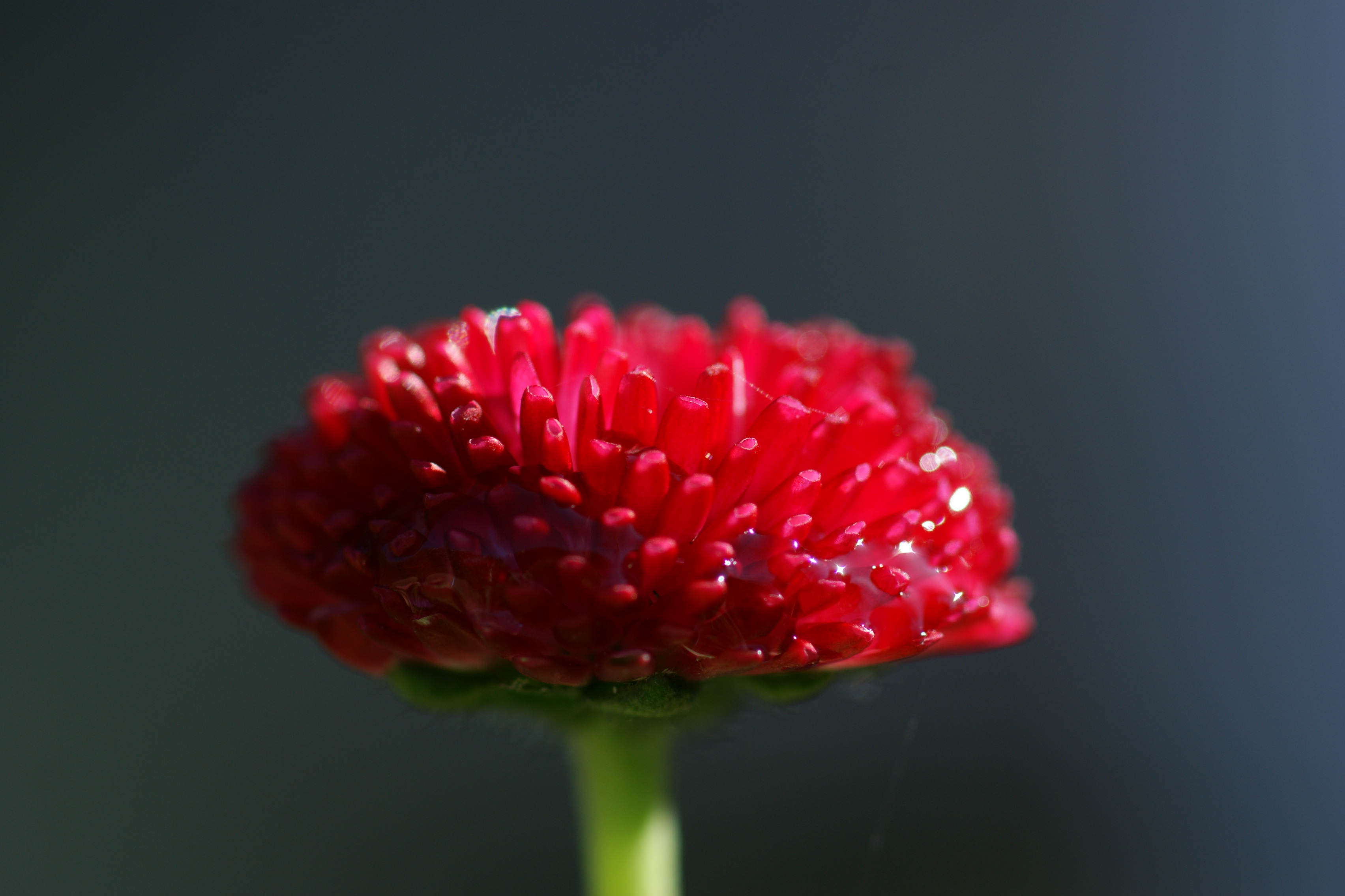 Bellis perennis