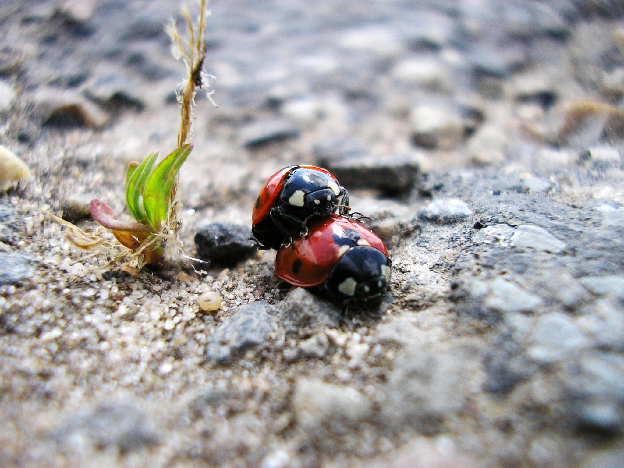 2 (lieve) heerbeestjes