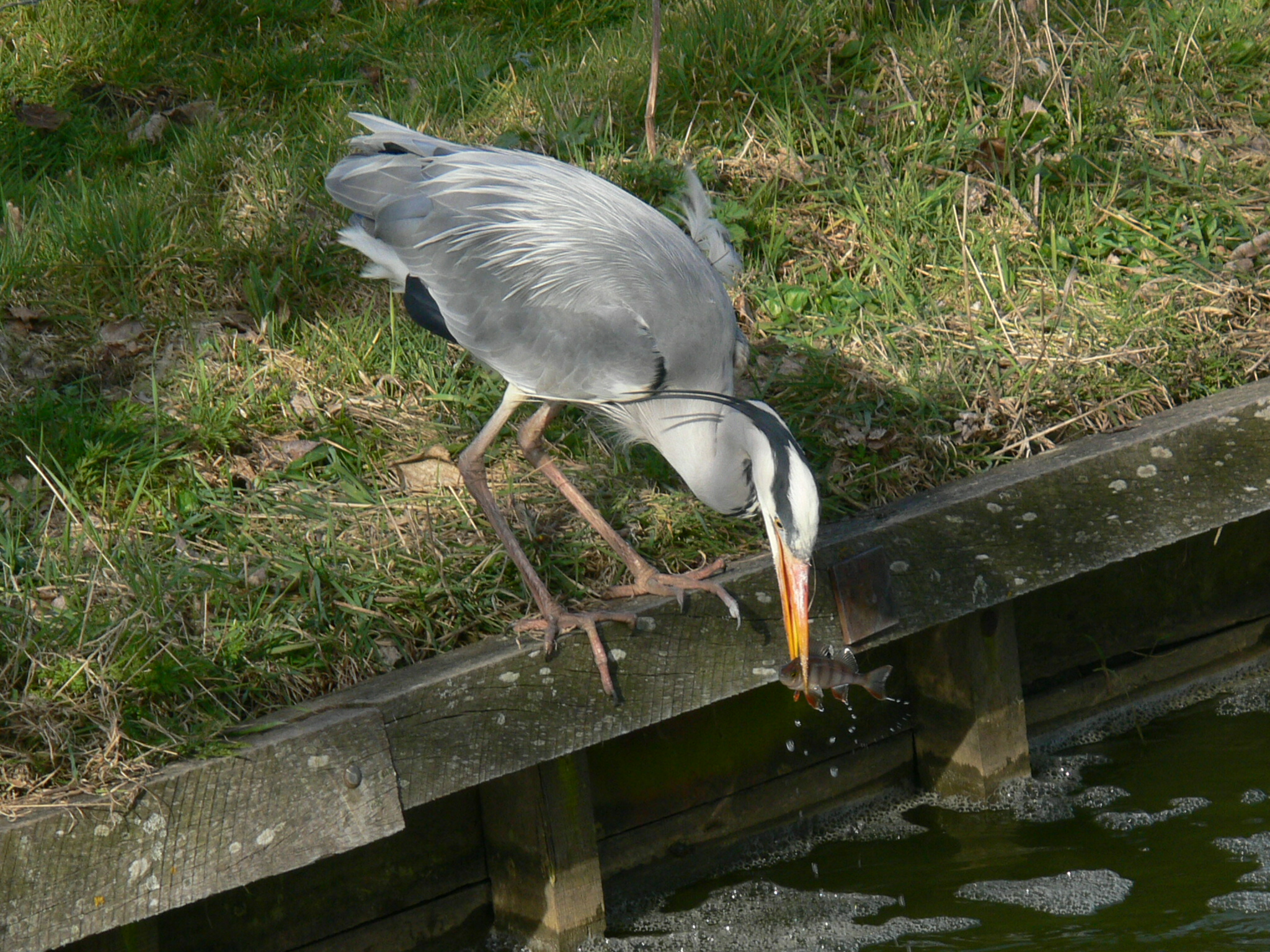 Reiger scoort baarsje.
