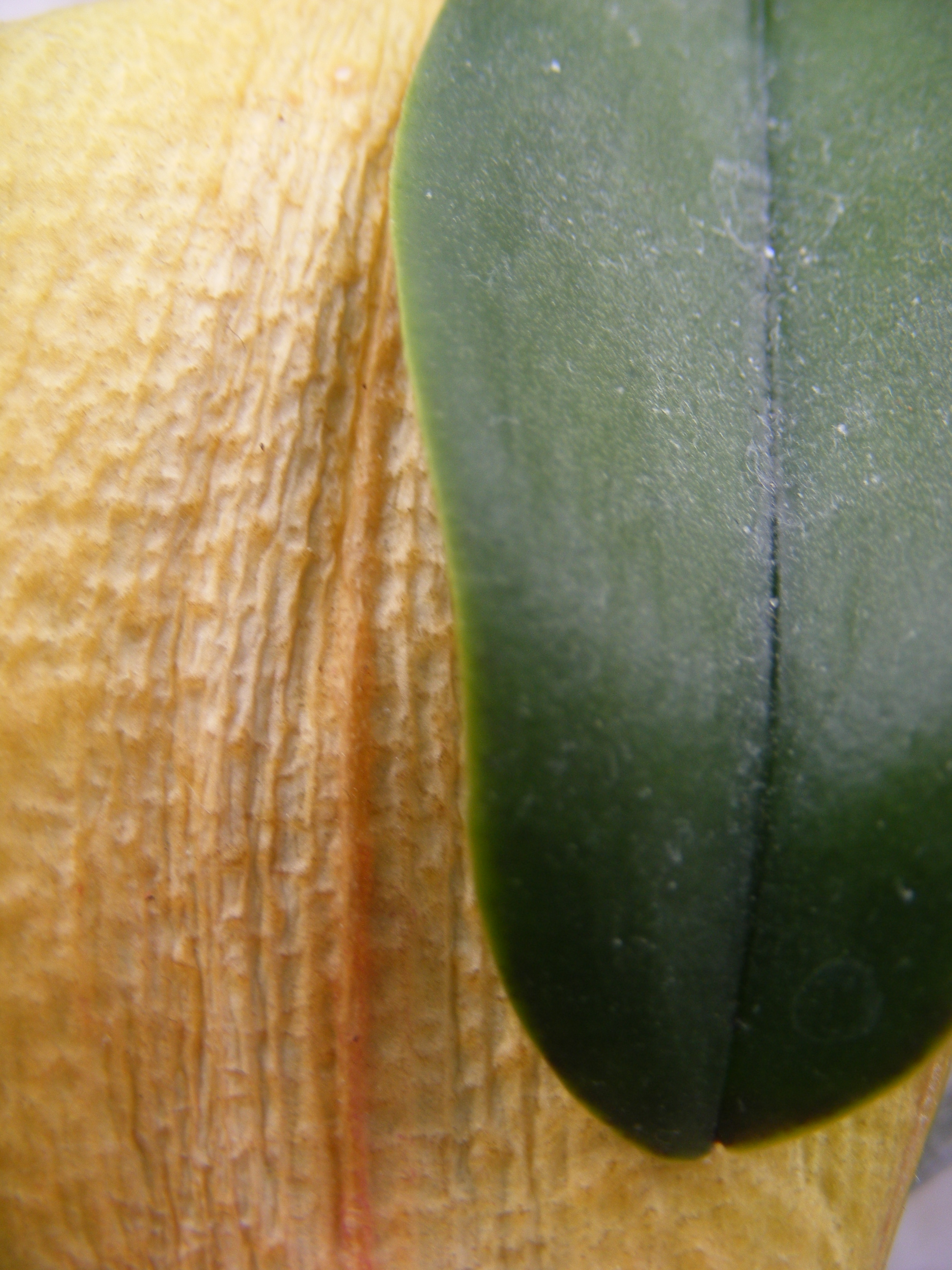 Oud en nieuw blad(Macro)