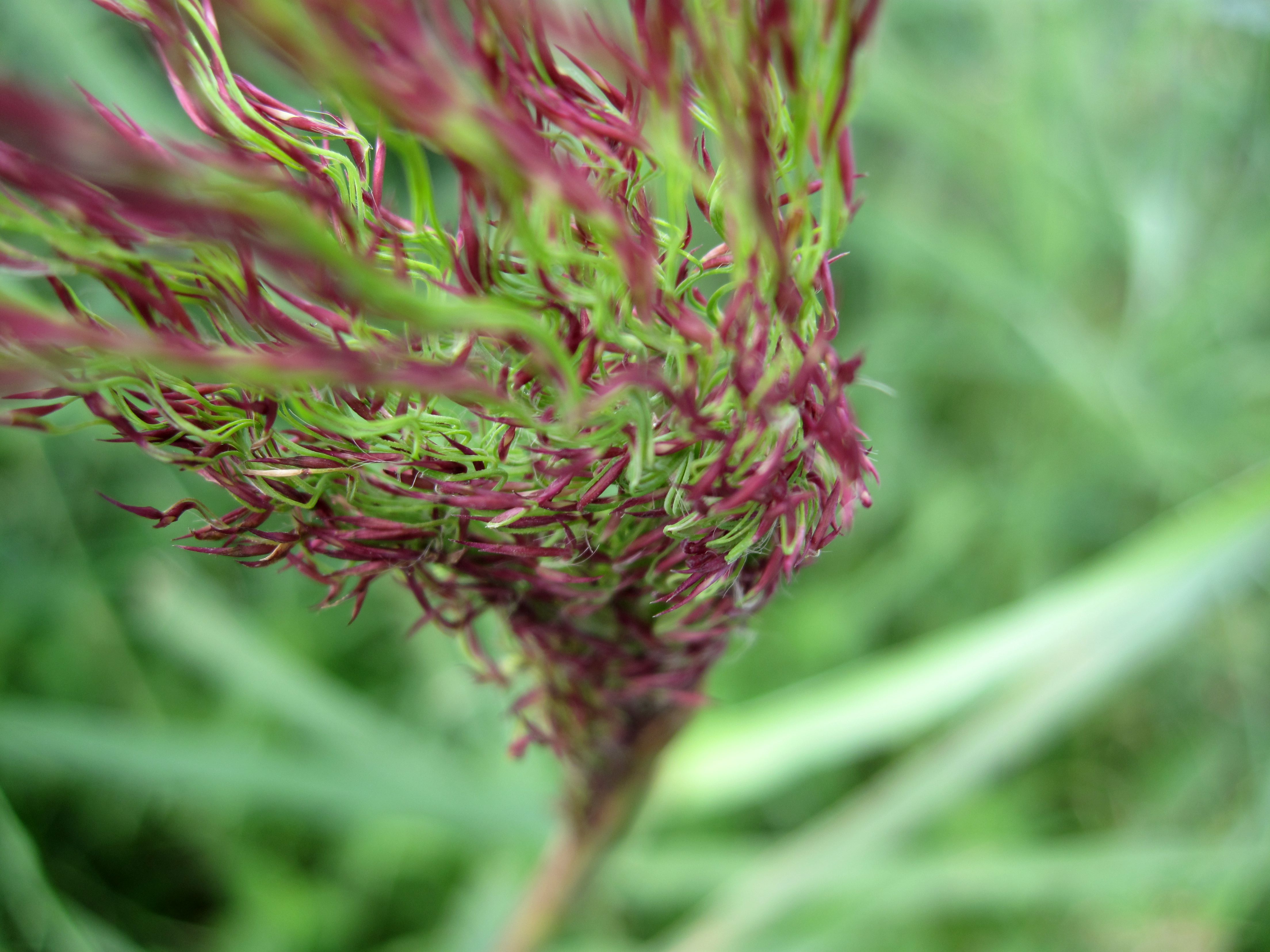 Ontluiken in de wind