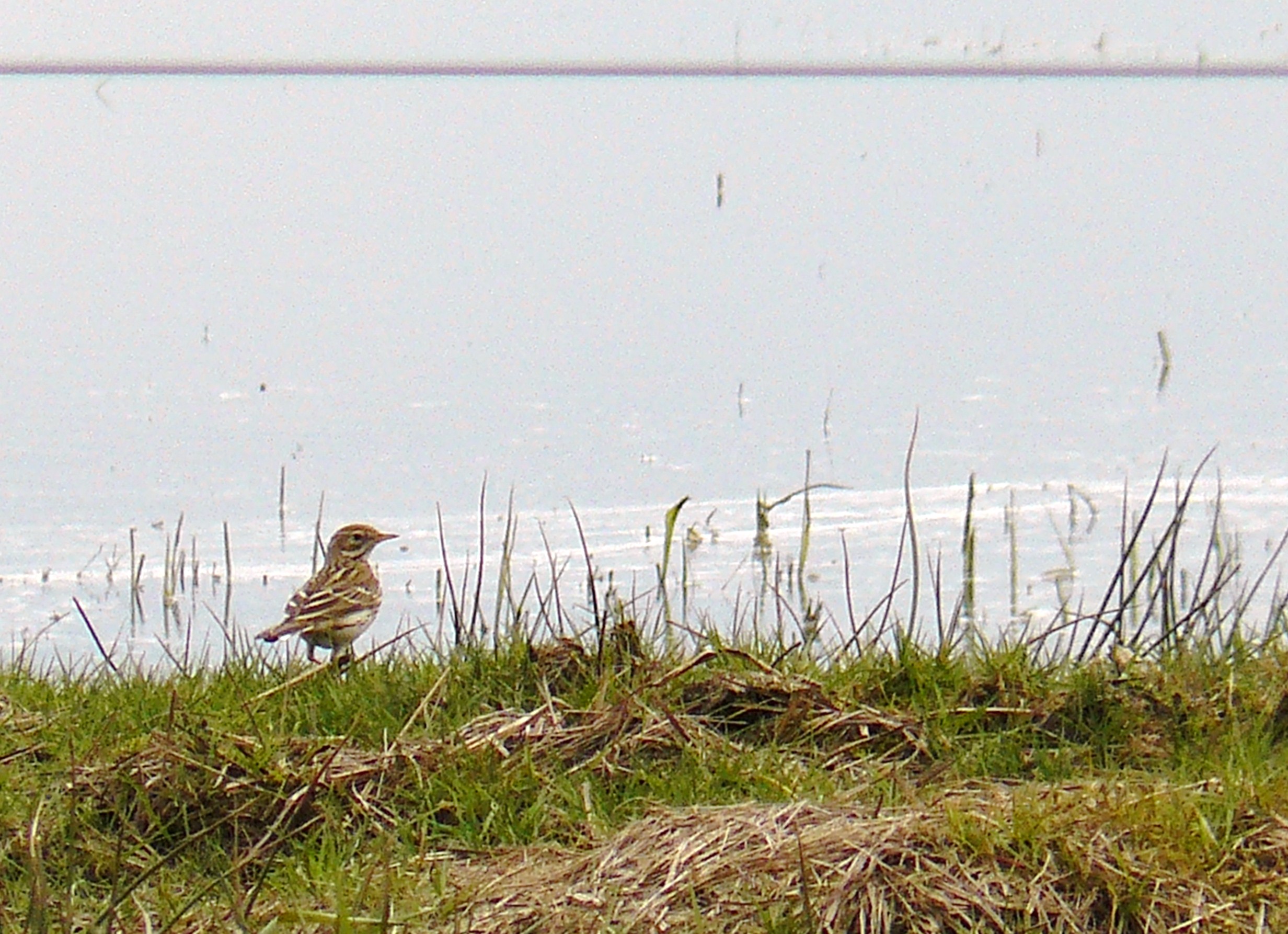 veldleeuwerik op veld bij water