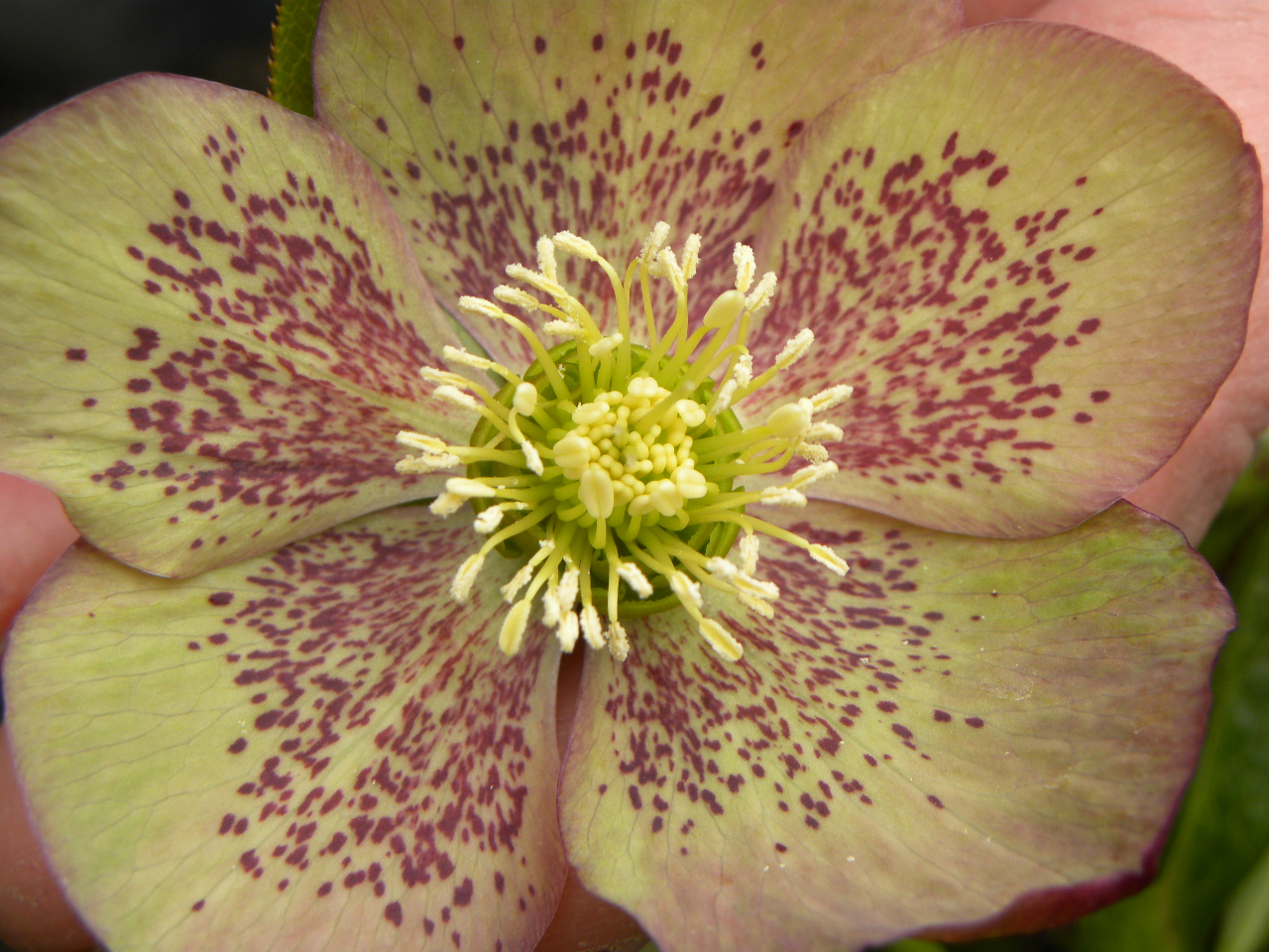 Helleborus