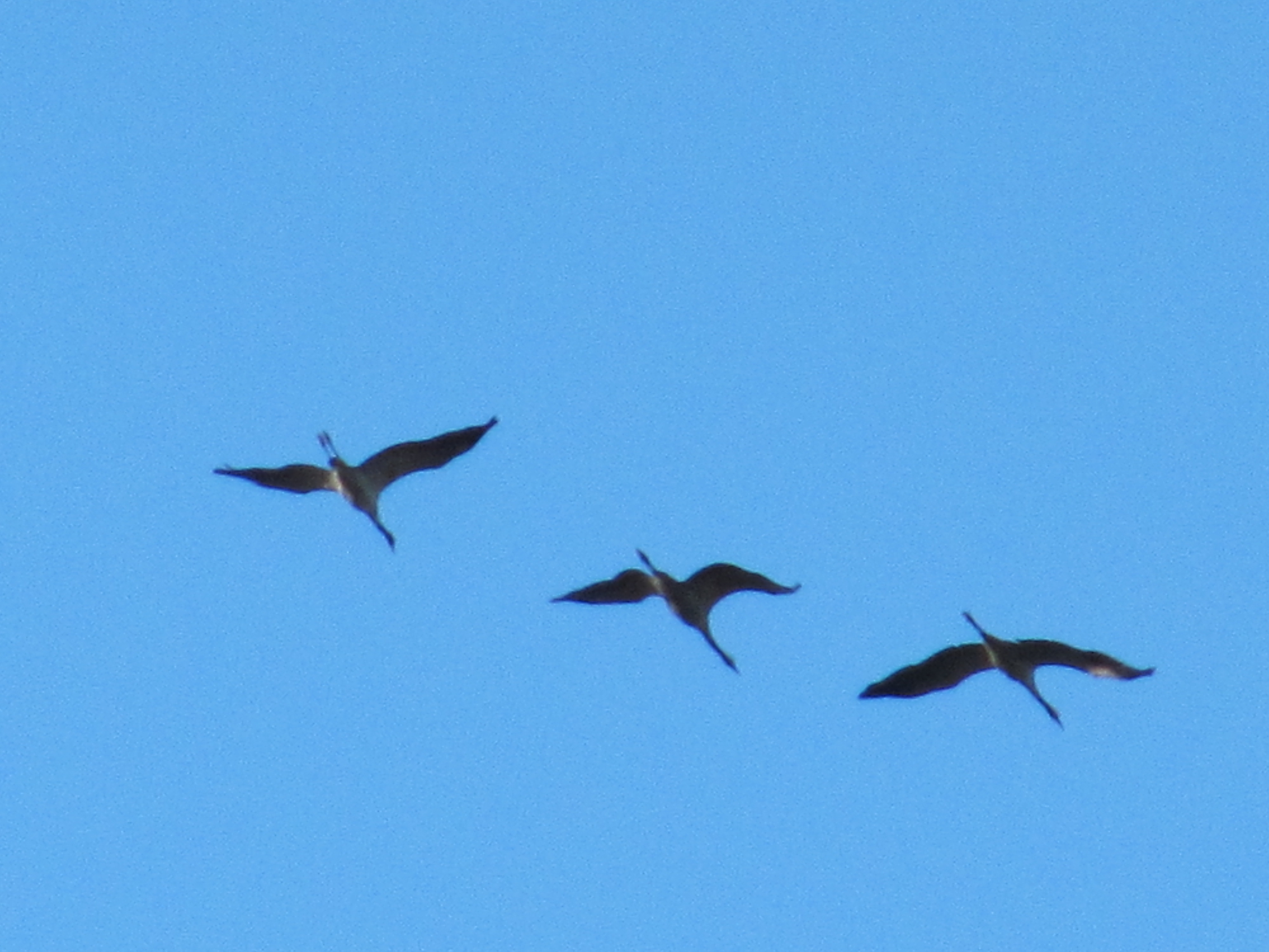 kraanvogels in het land