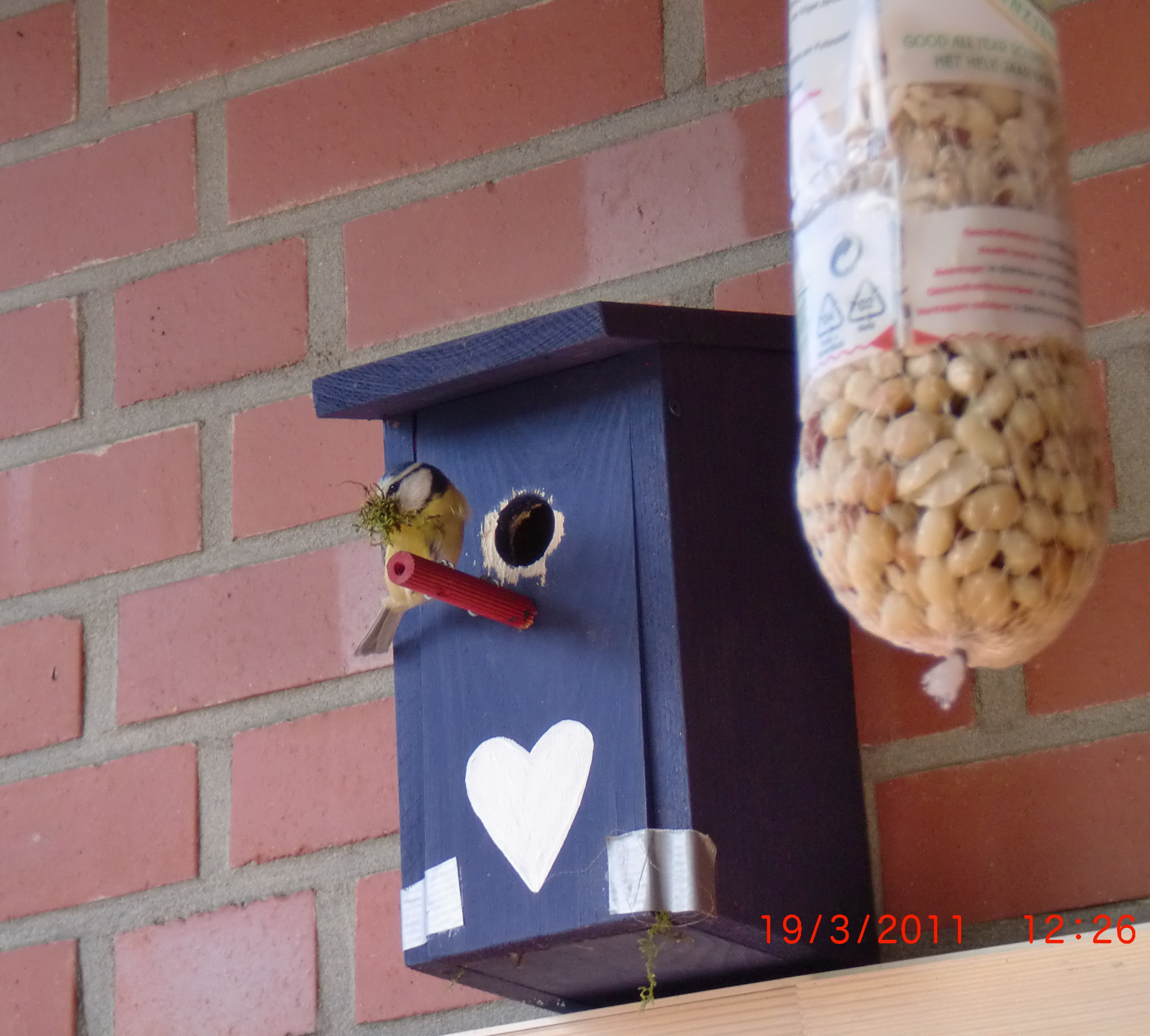 Pimpelmees kleur bij kleur