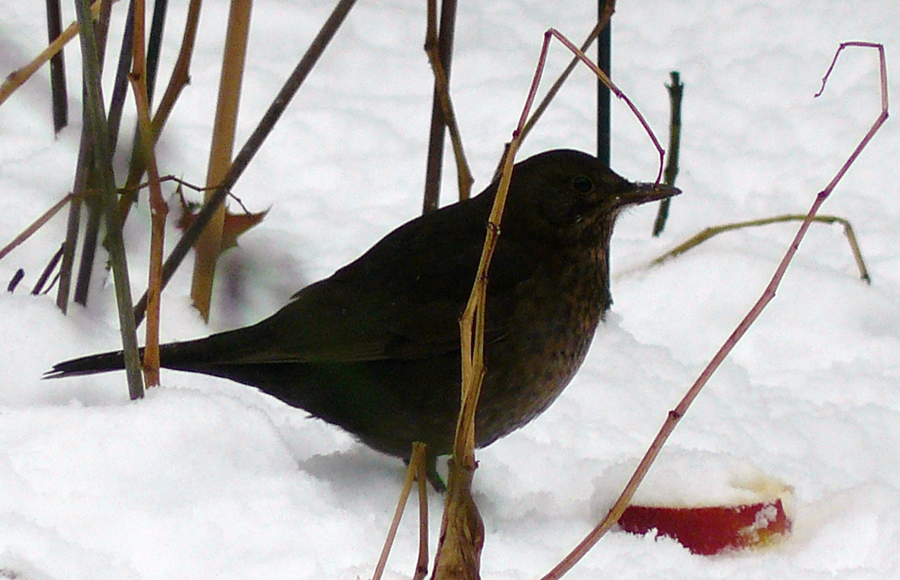 lijster in de sneeuw