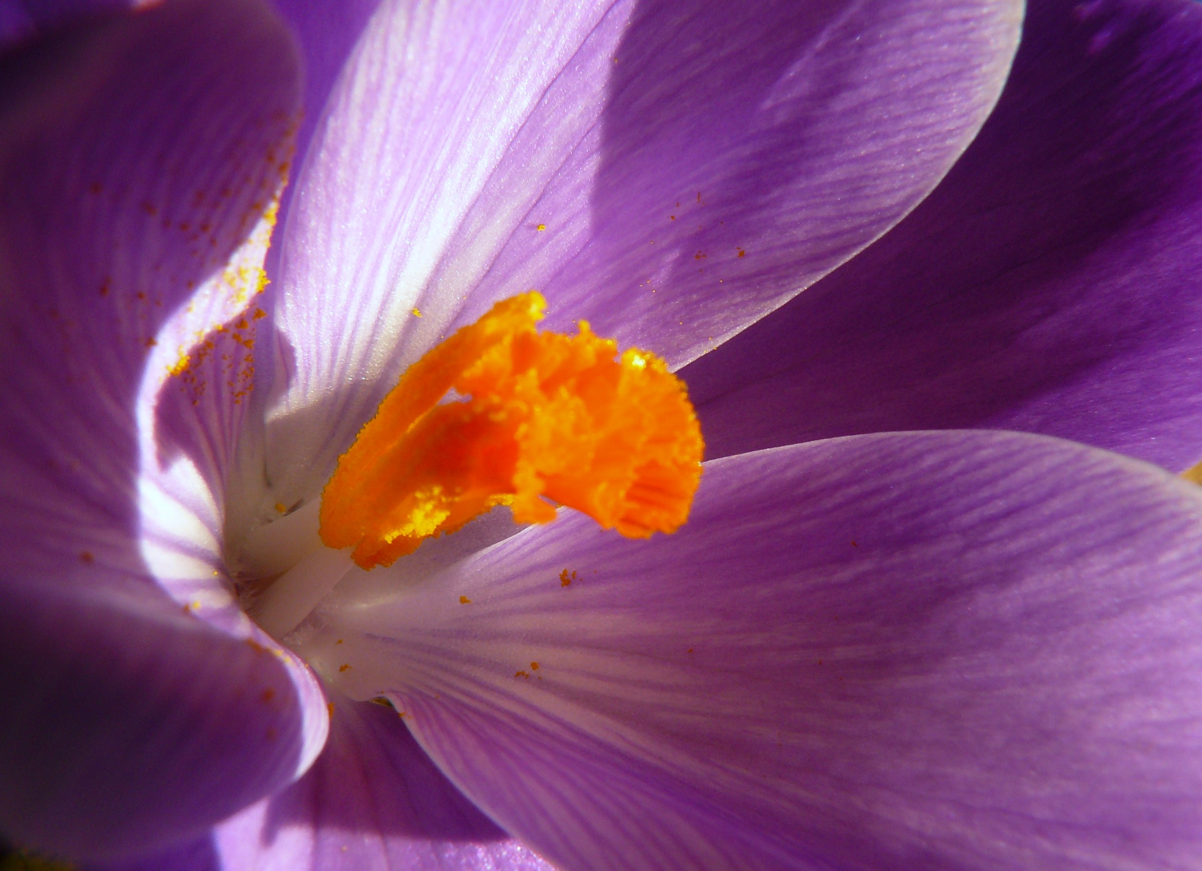 crocus