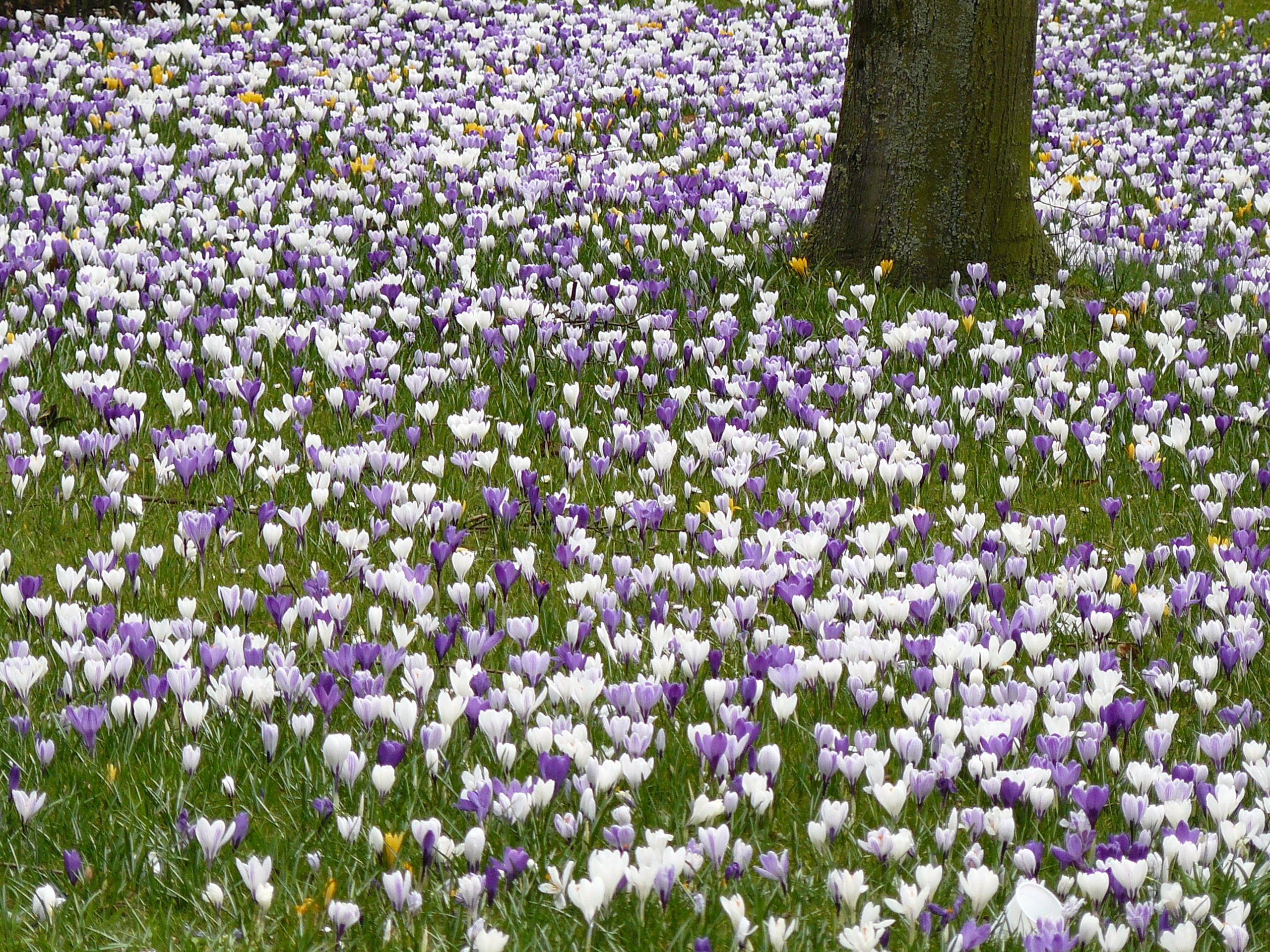 boom omringd door crocussen