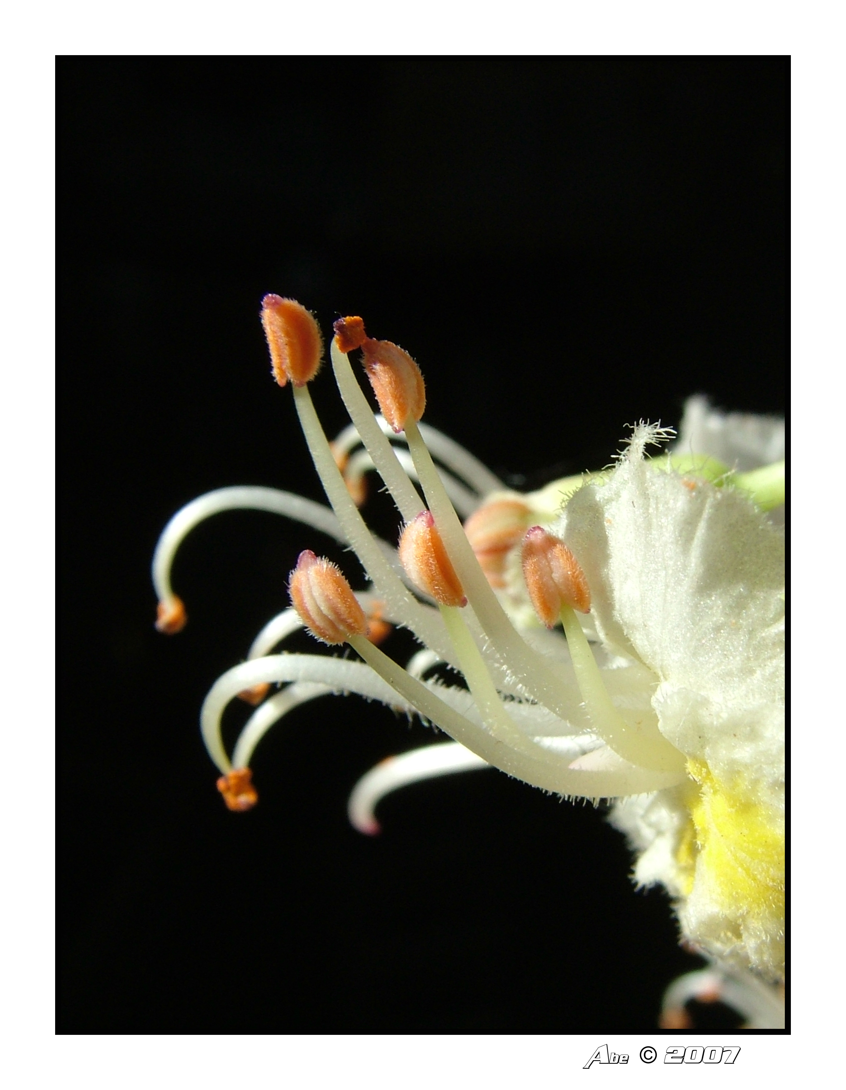 Bloem van paarden kastanje