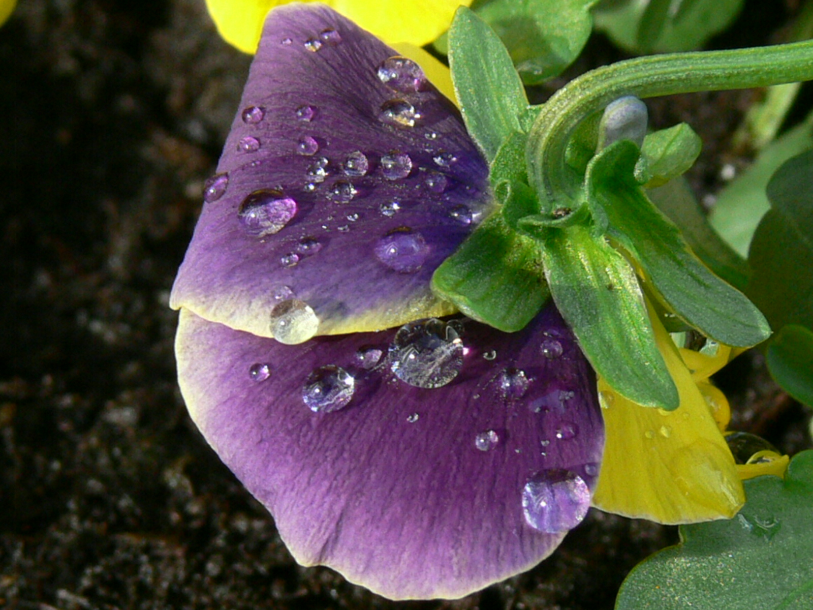 Macro: druppels op Viooltje