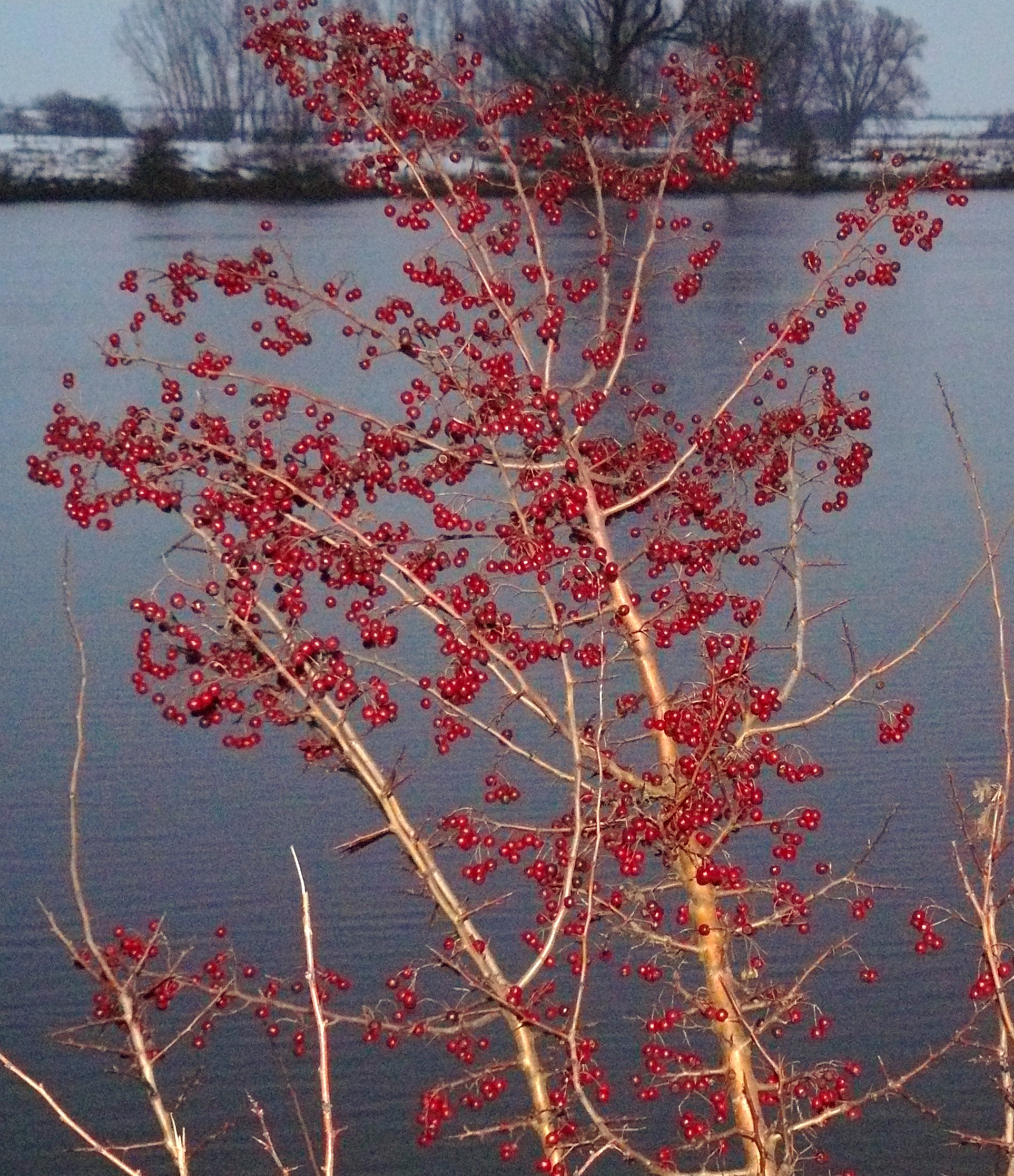 rode bessen in overvloed
