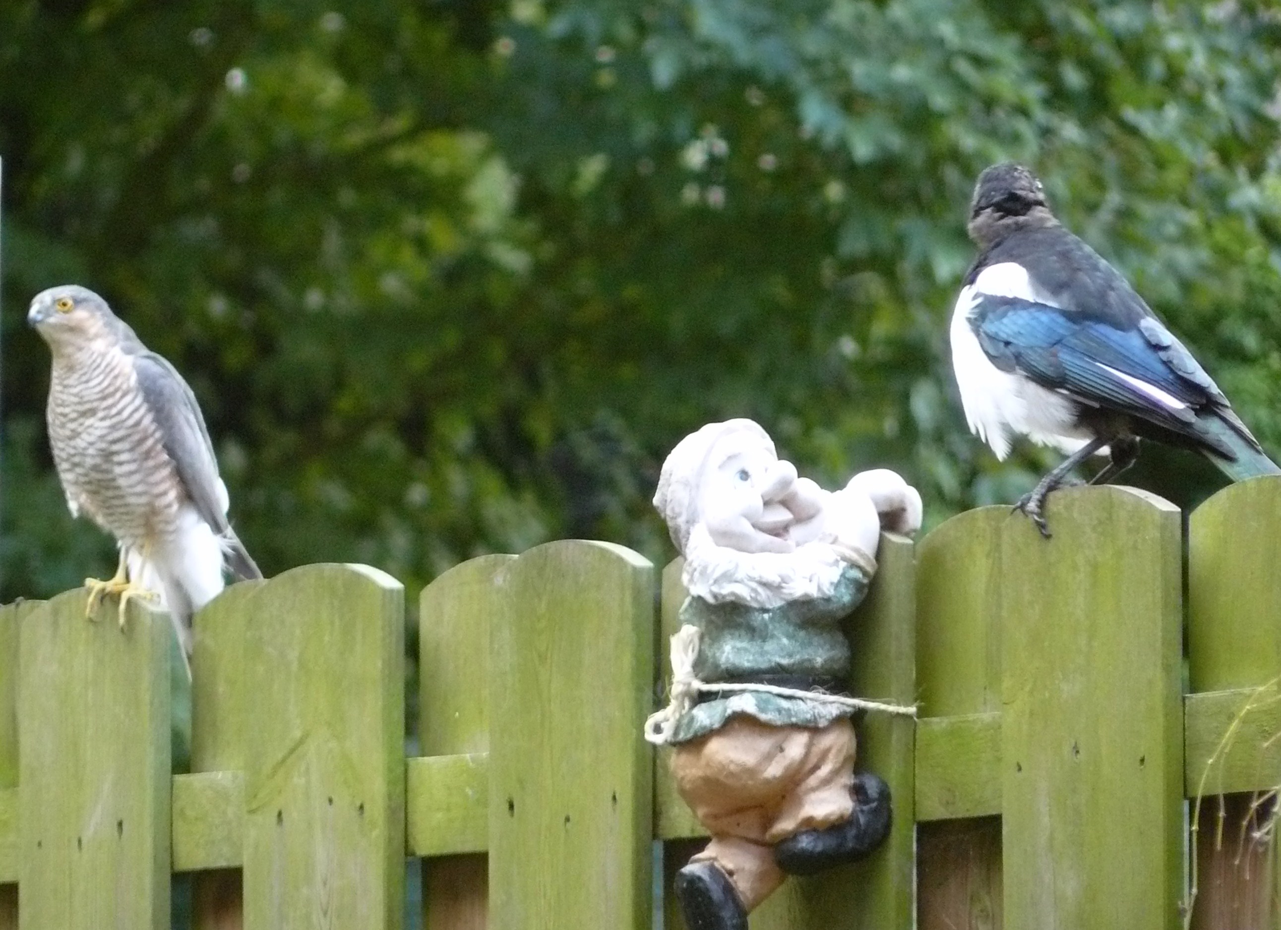 sperwer en ekster op schutting