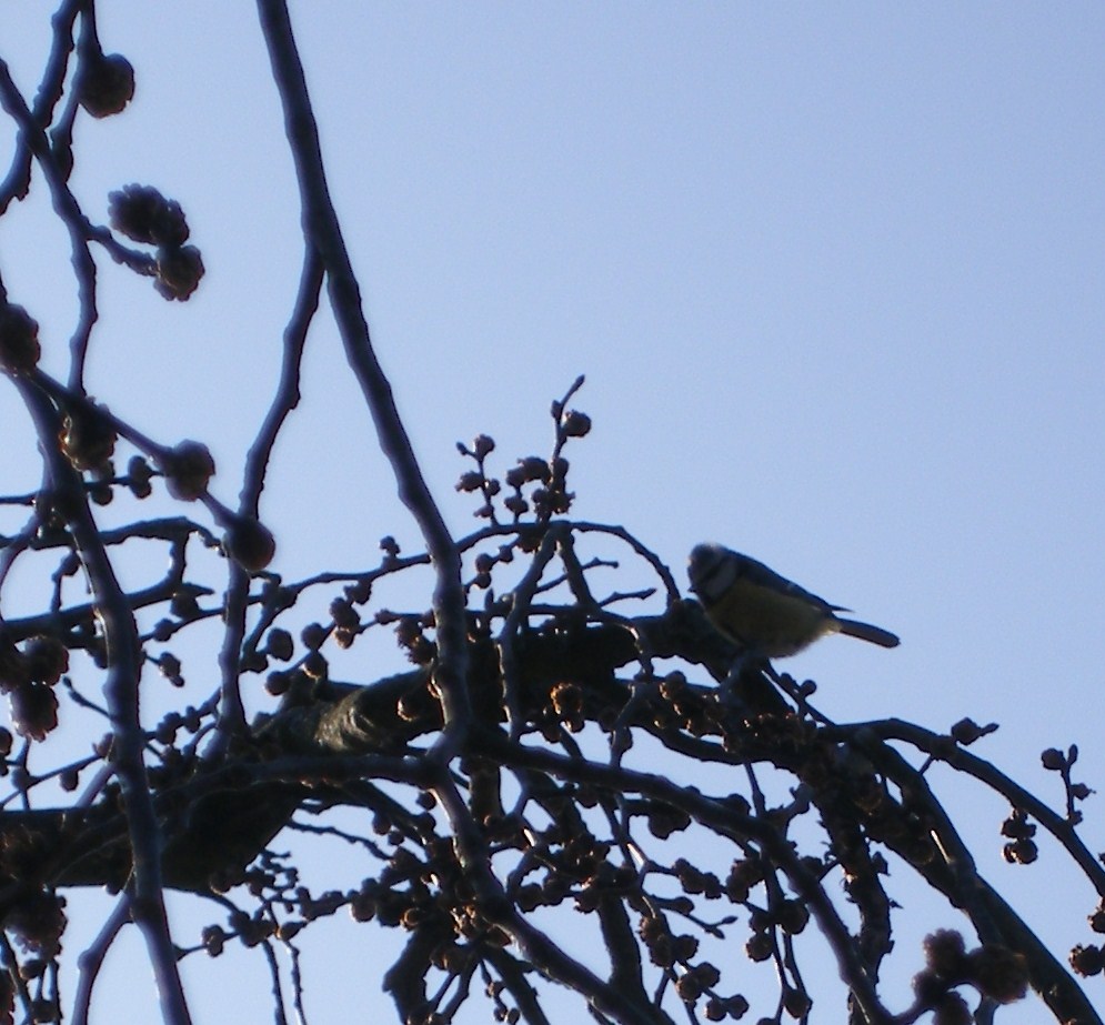vink in boom