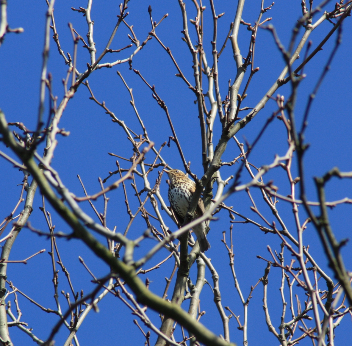 Zanglijster pauzeert hoog in de boomtoppen