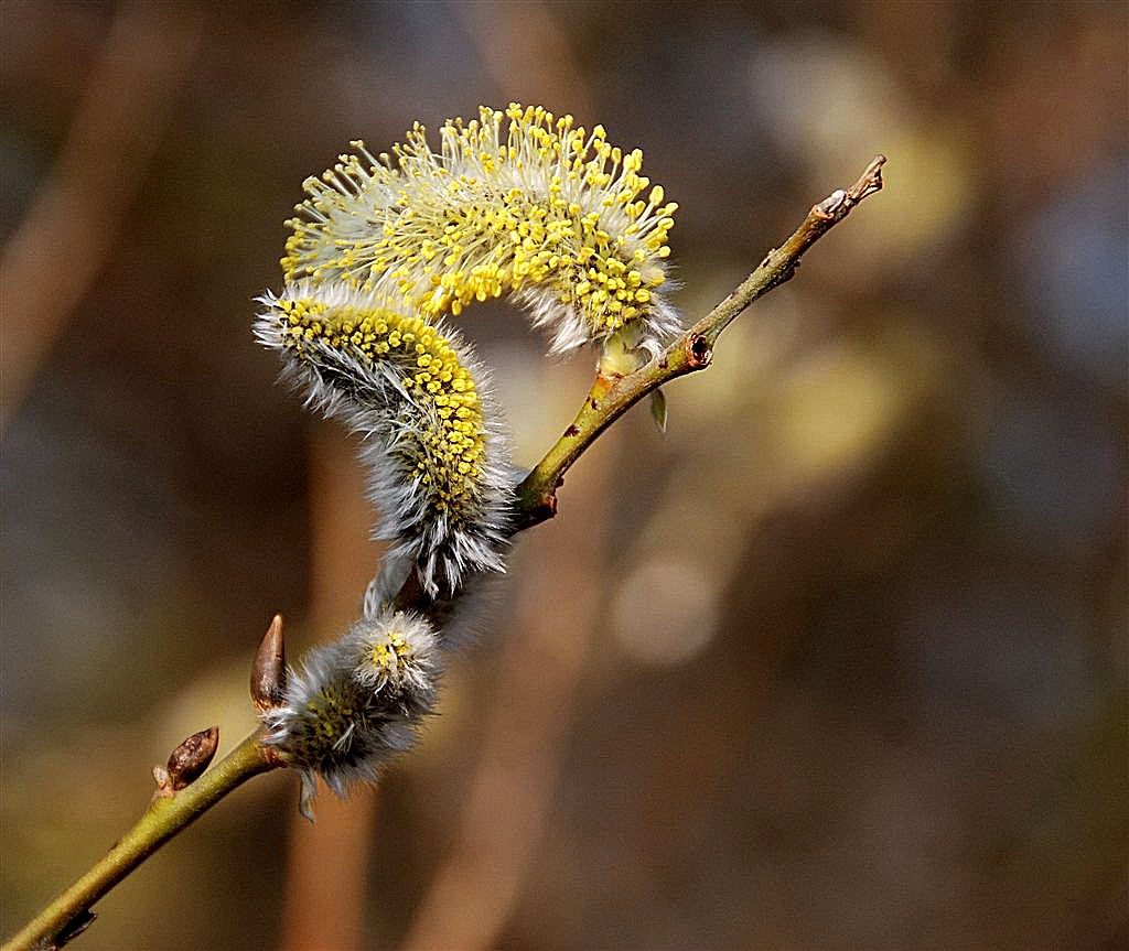 Wilgenkatjes.