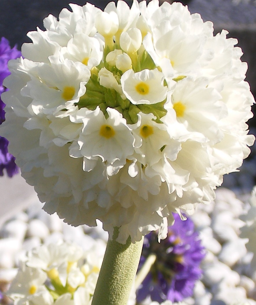 mooie bloem