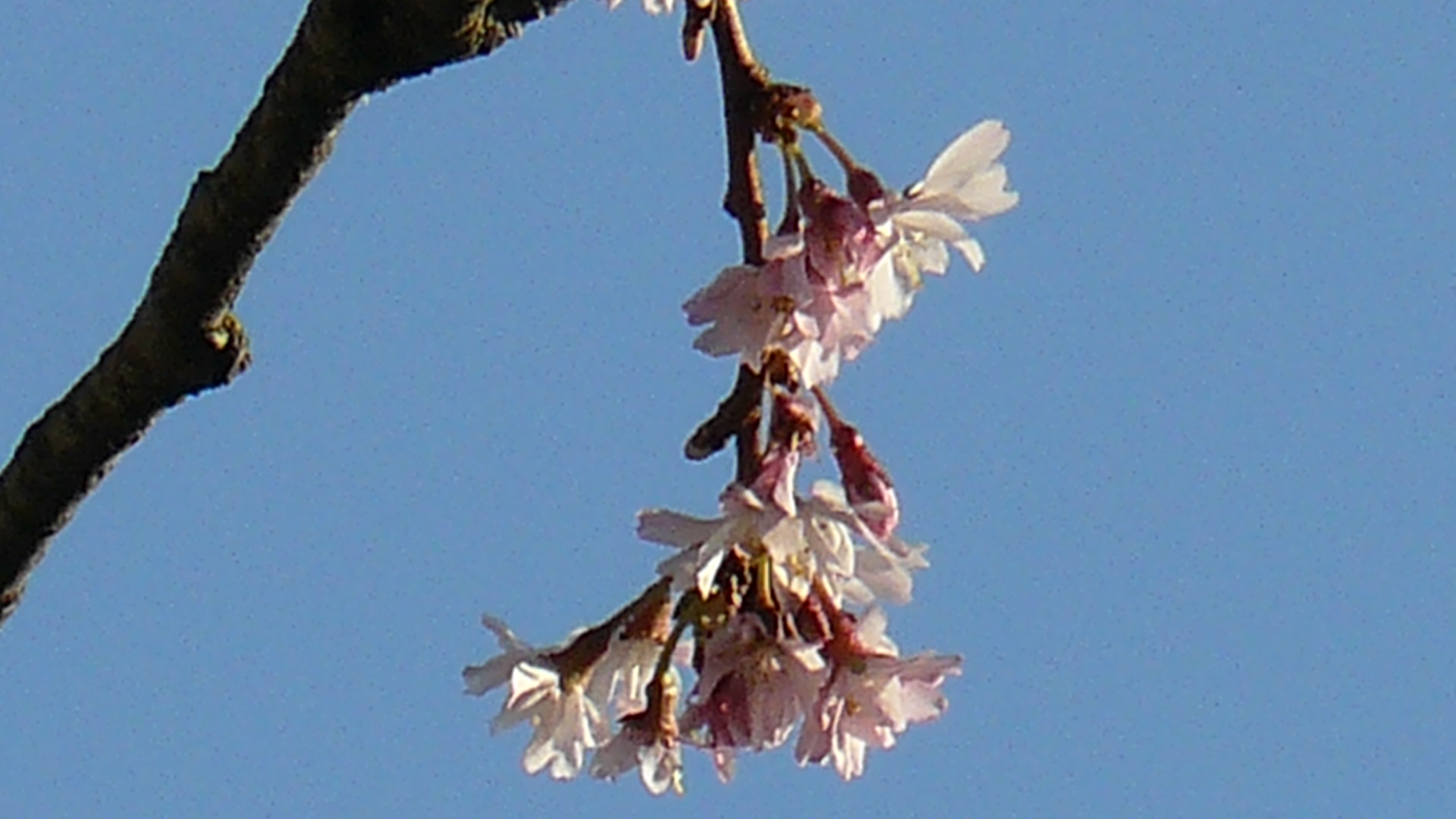 soort prunus