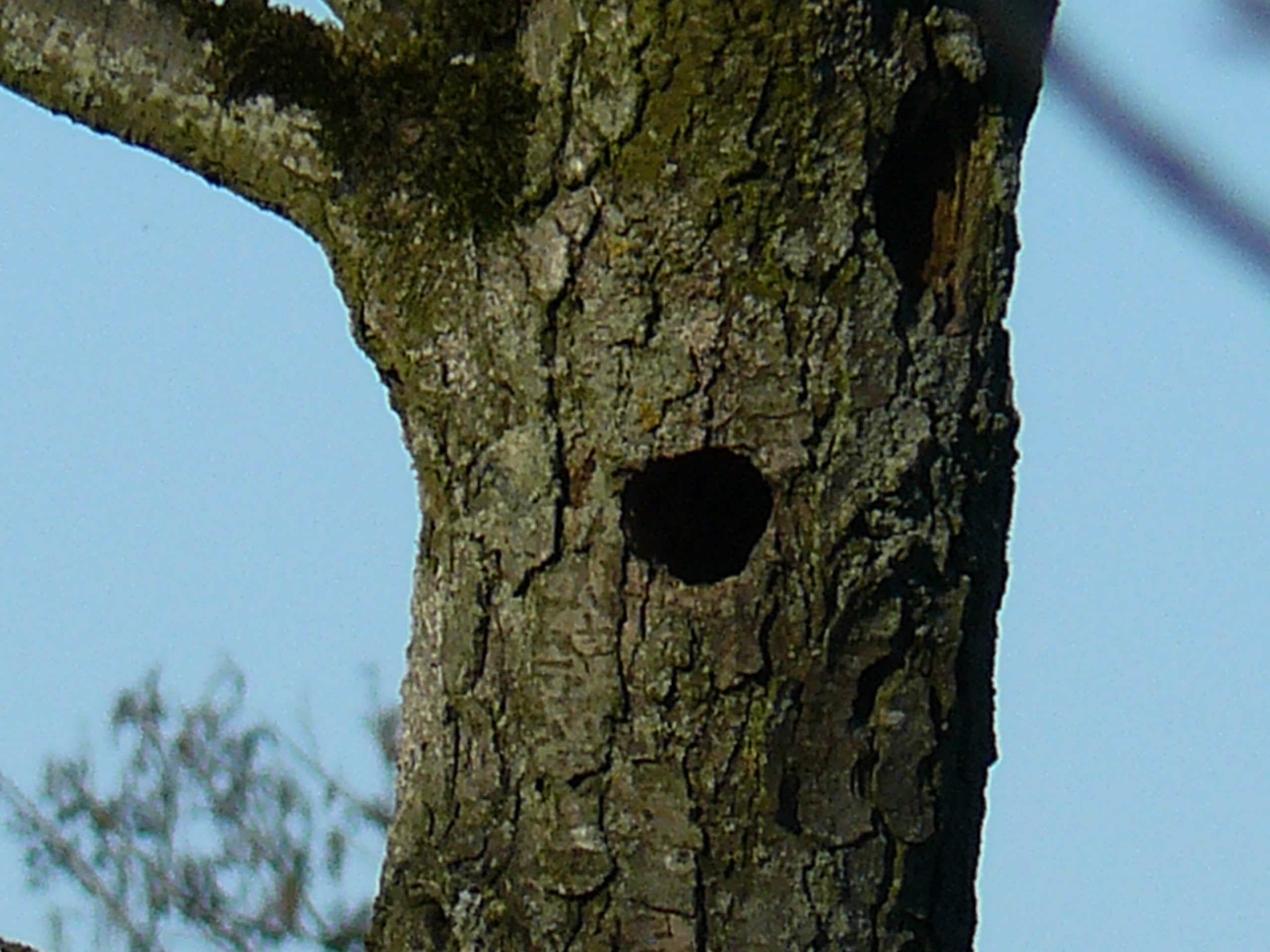 toekomstige woning voor???