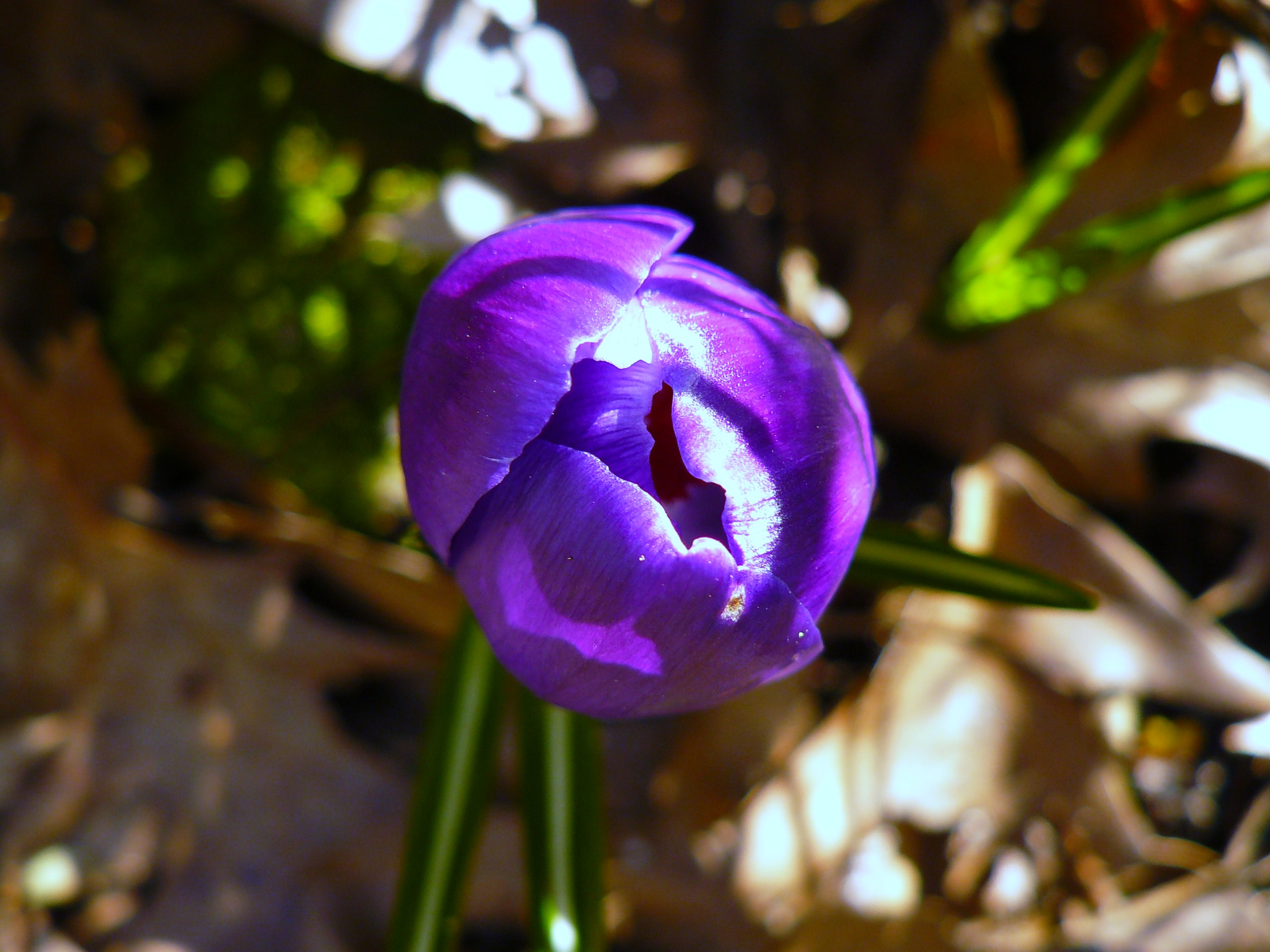 crocus