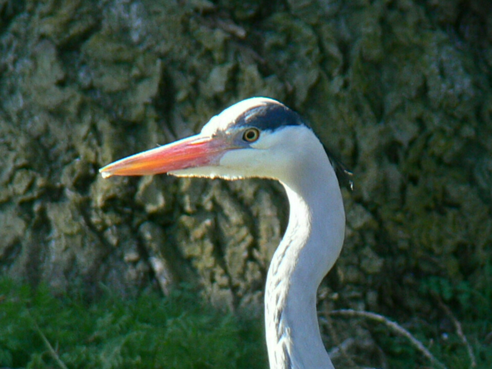 Close up Reiger
