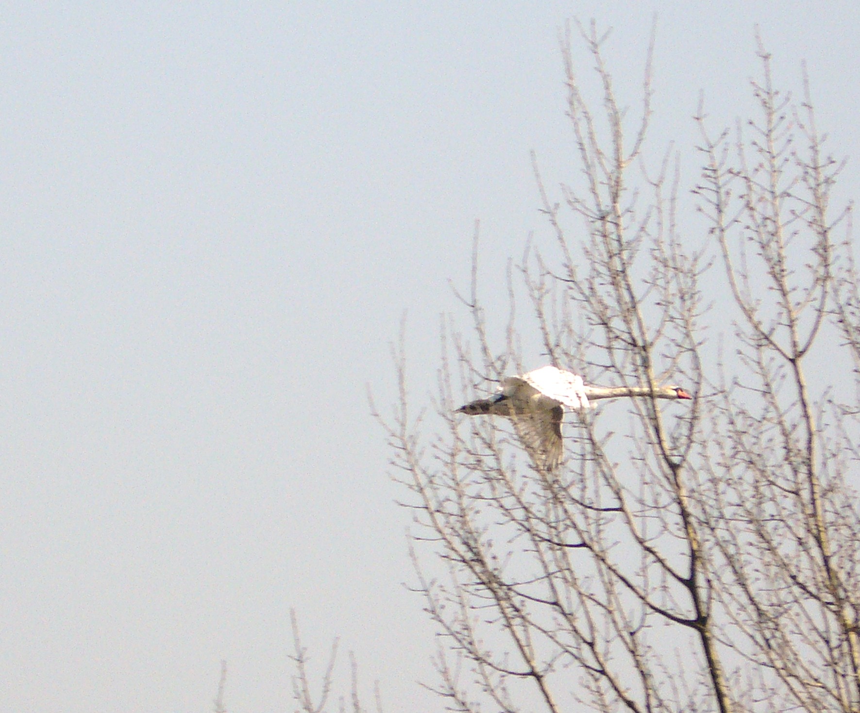 opvliegende kleine zwaan