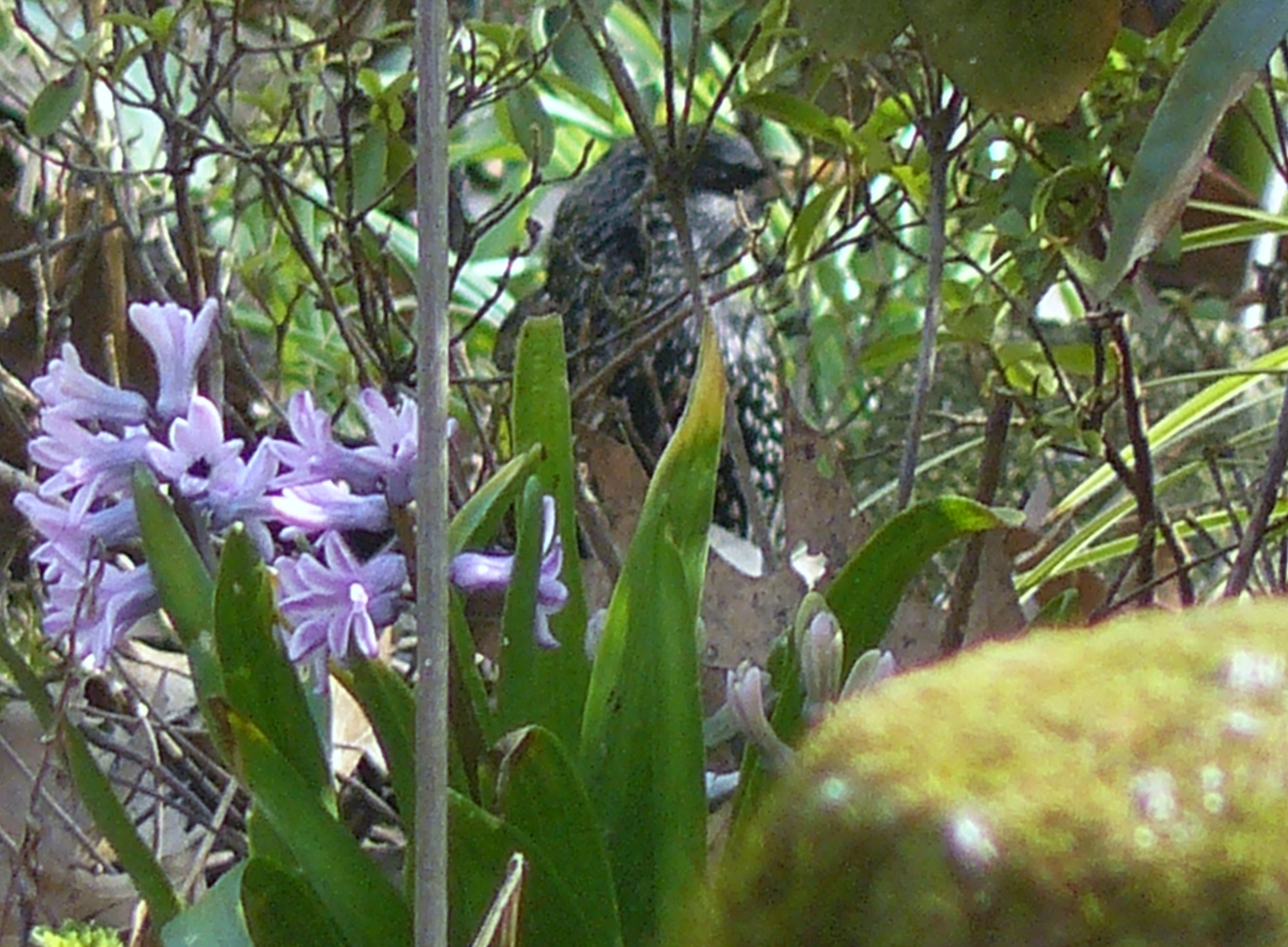scharrelende spreeuw