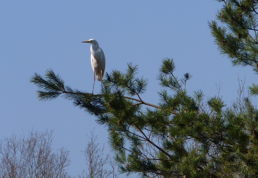 witte reiger