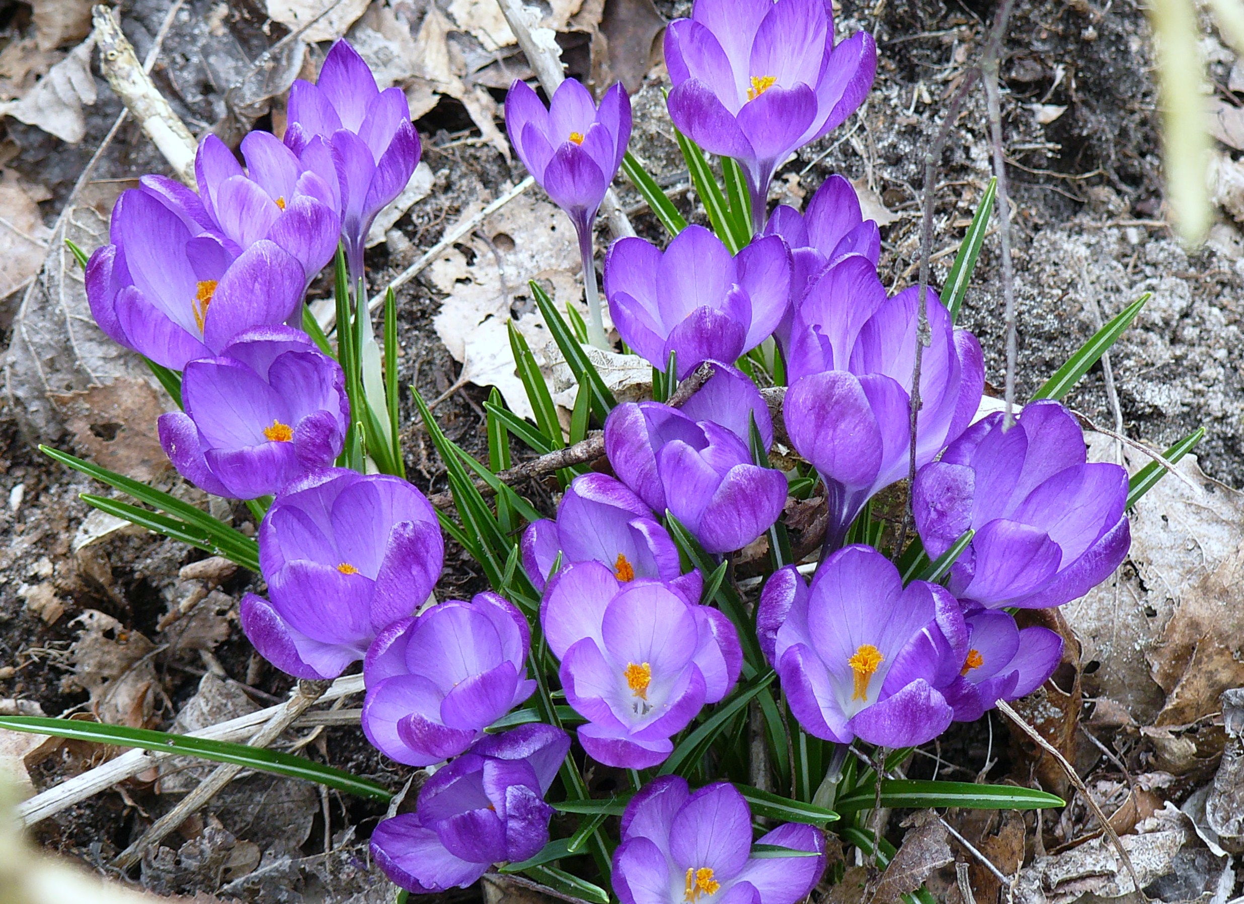 crocussen in het wild