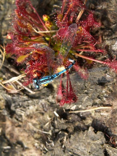 je kan het zomer's zien
