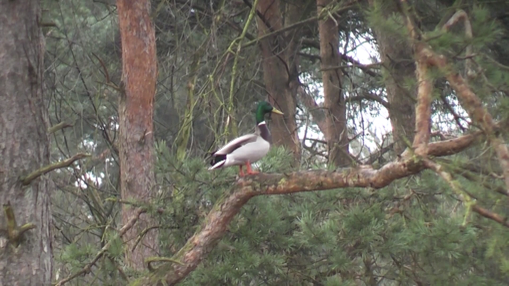 dennenboom eend