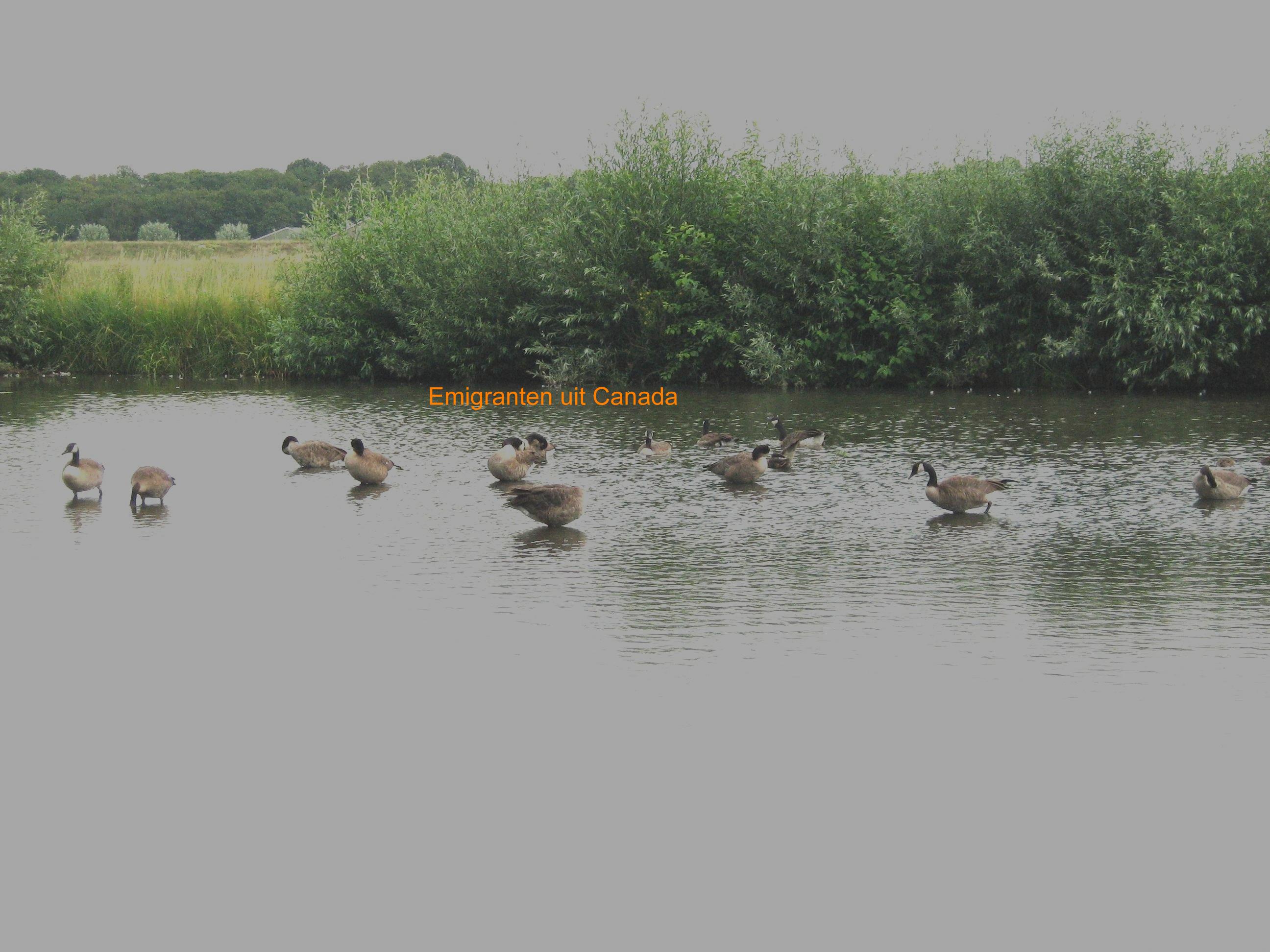 ganzen uit Canada