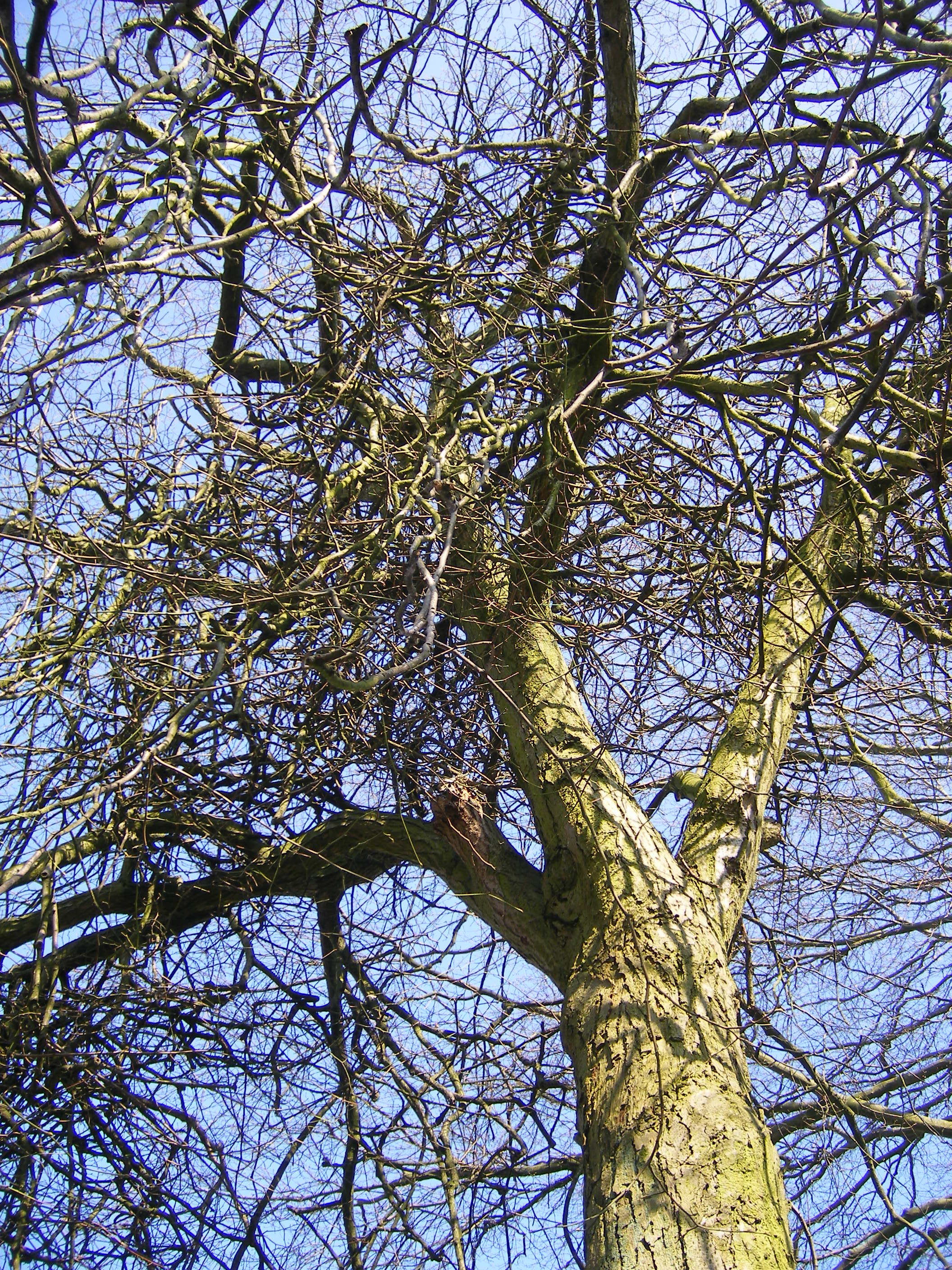 bomen nog kaal