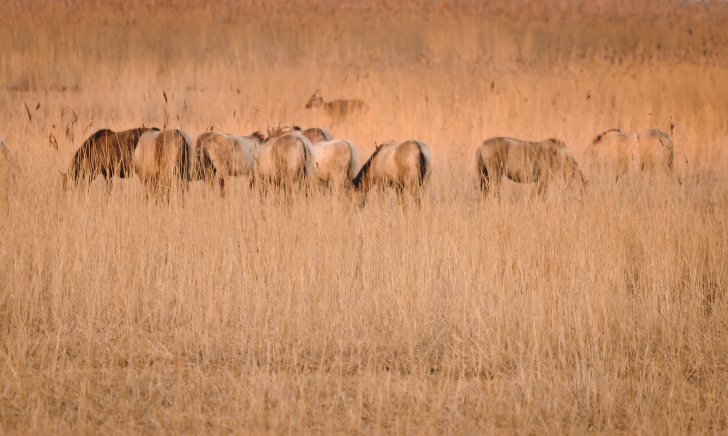 konikpaarden in de oostvaardersplassen