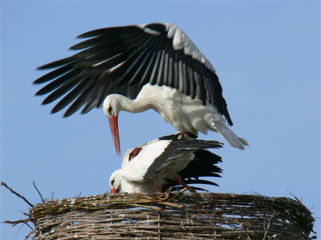 Paring ooievaars (1)