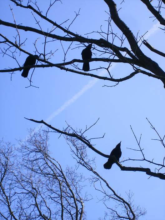 3 raven