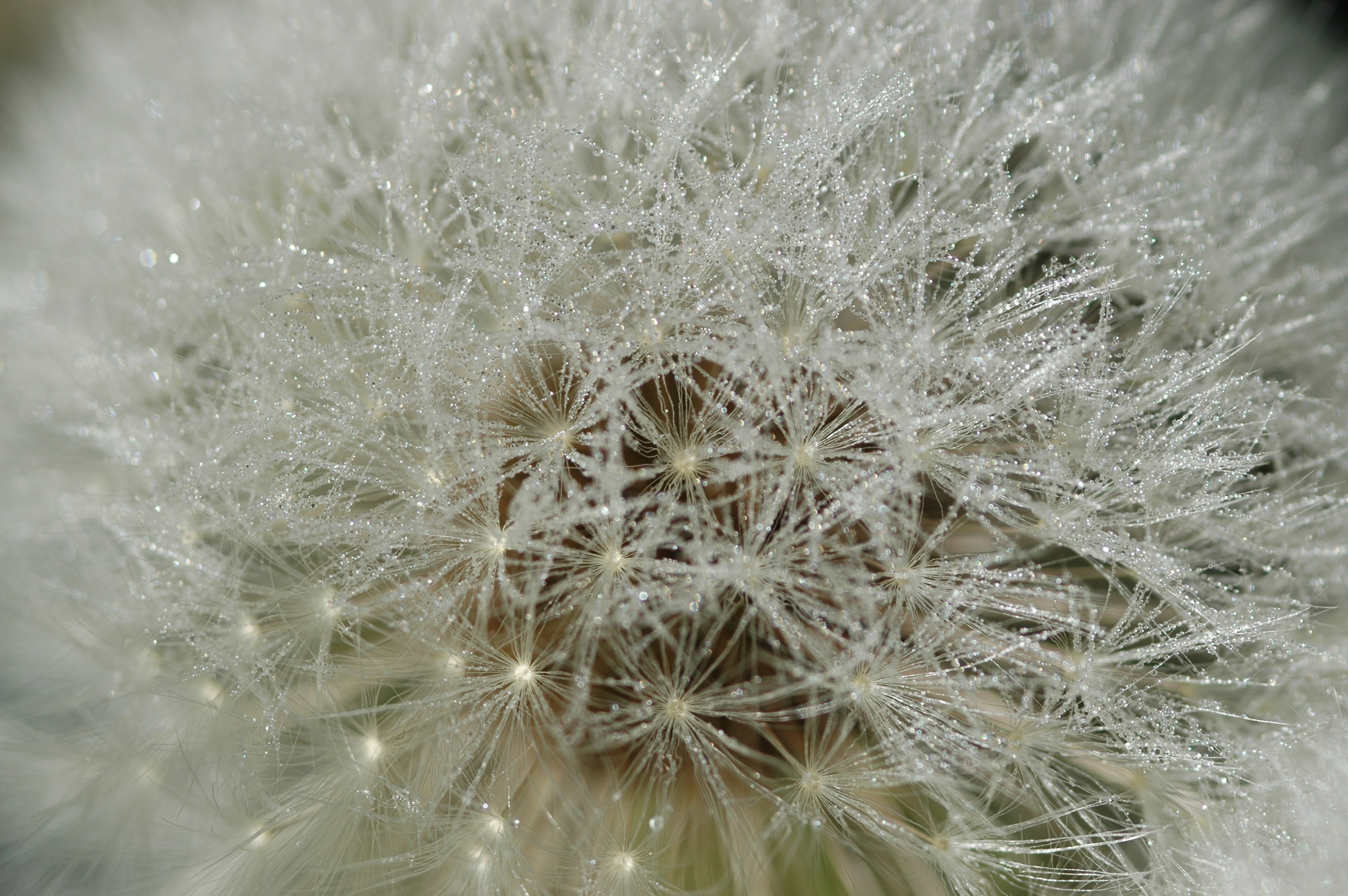 dauwdruppeltjes op uitgebloeide paardenbloem