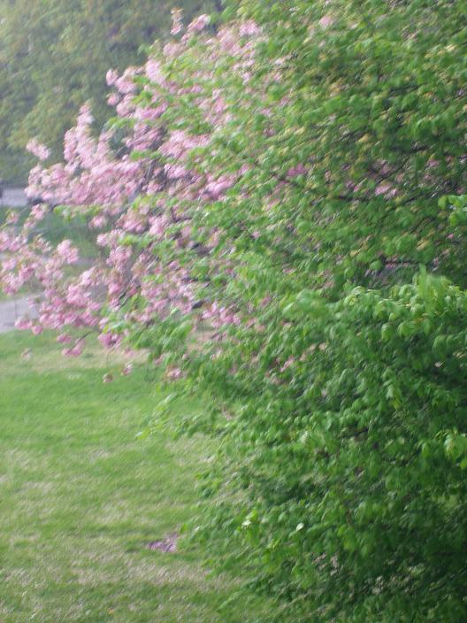 Roze regen