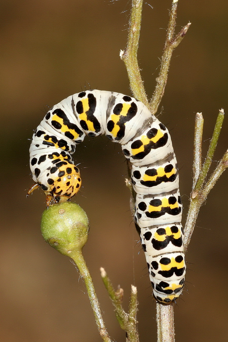 rups helmkruidvlinder