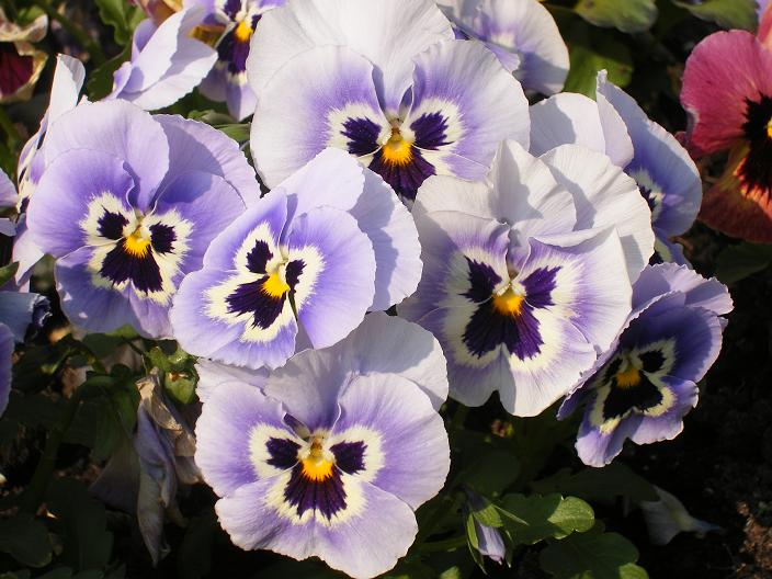 prachtige violen
